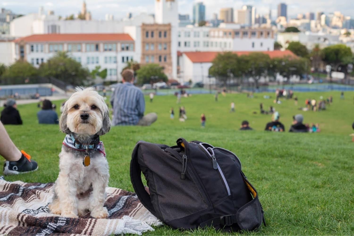 Dog on blanket in San Fran