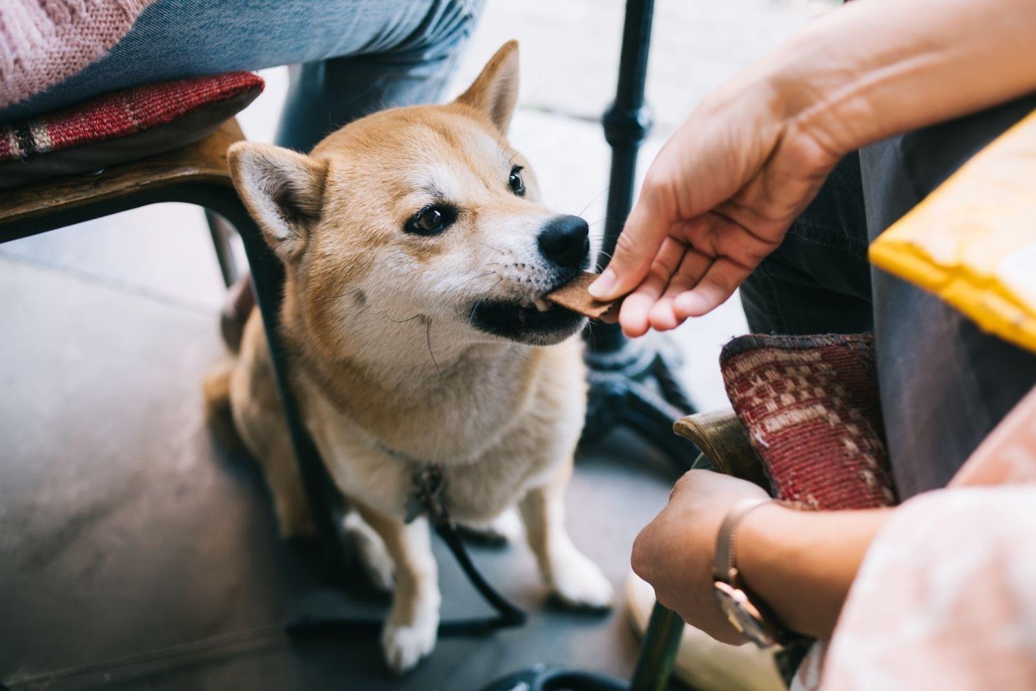 Dog snacking under table