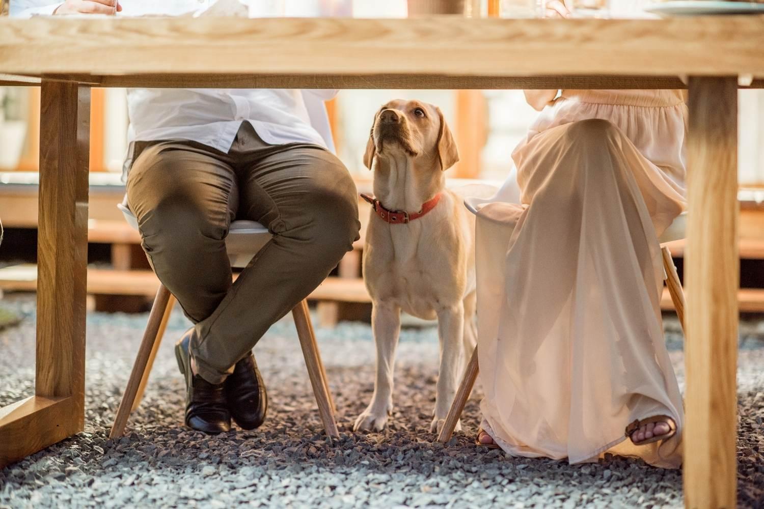 Dog under the table in Houston