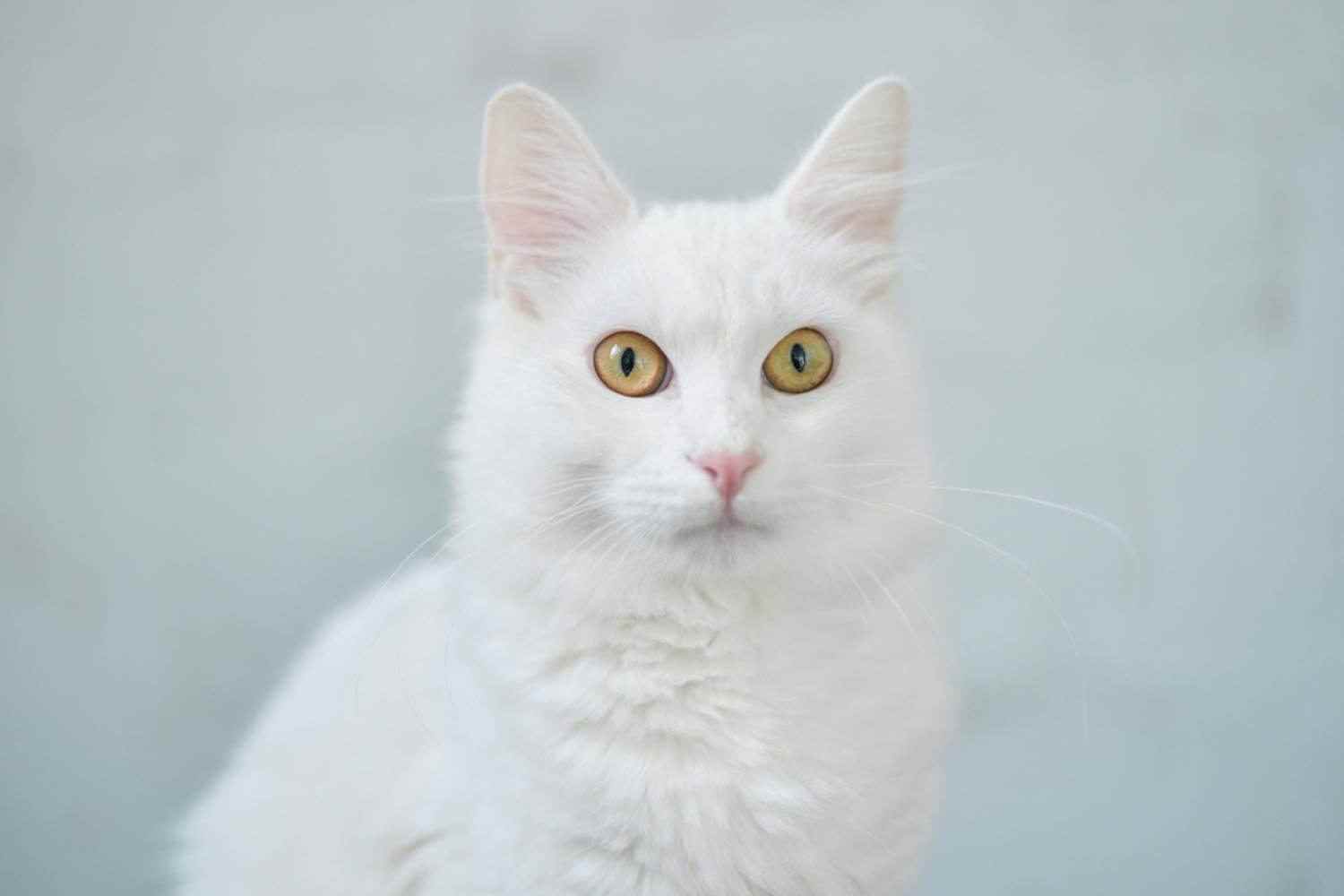 Fort Worth Adoptable Cat