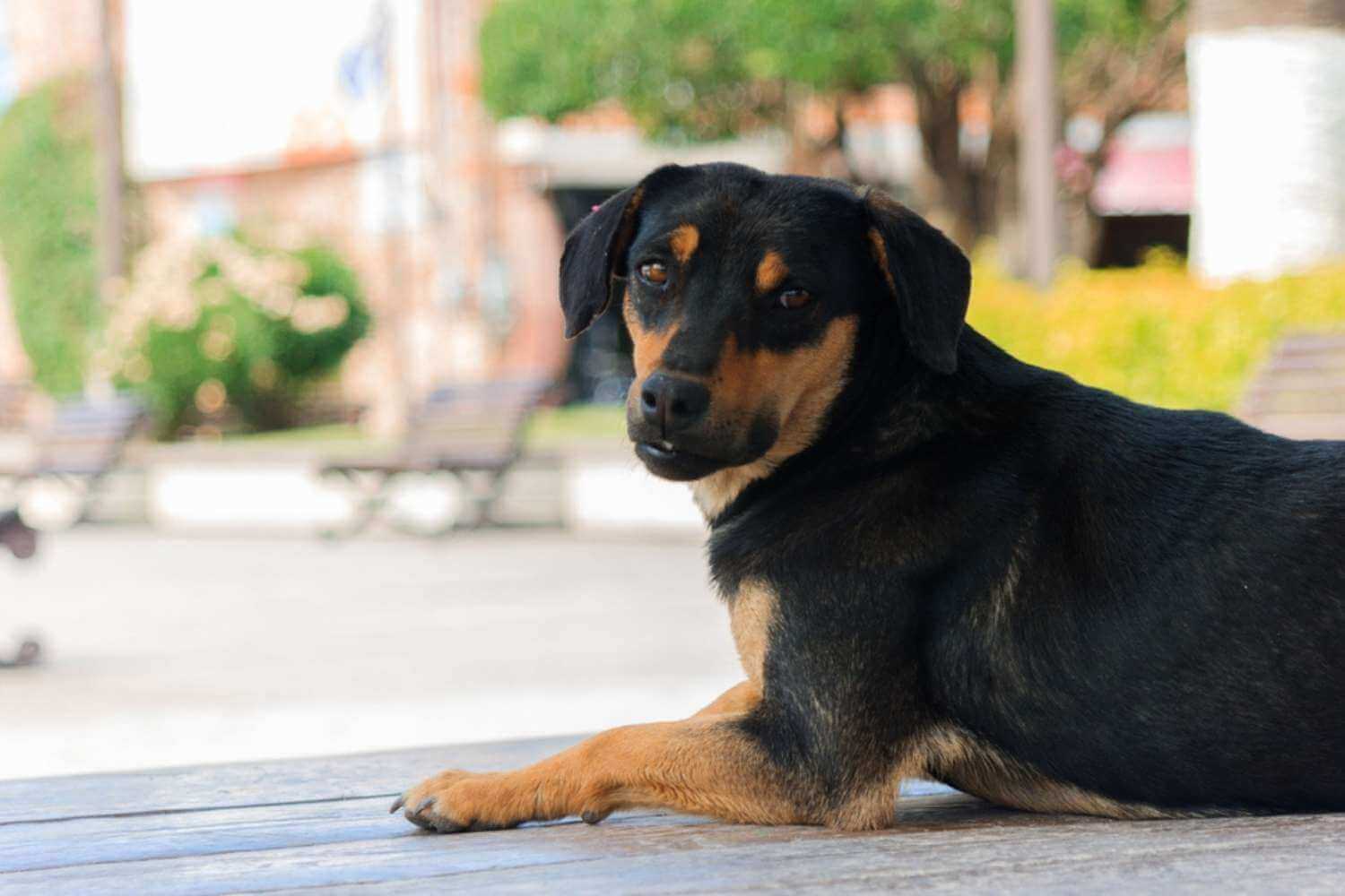 Fort Worth Dog on Patio