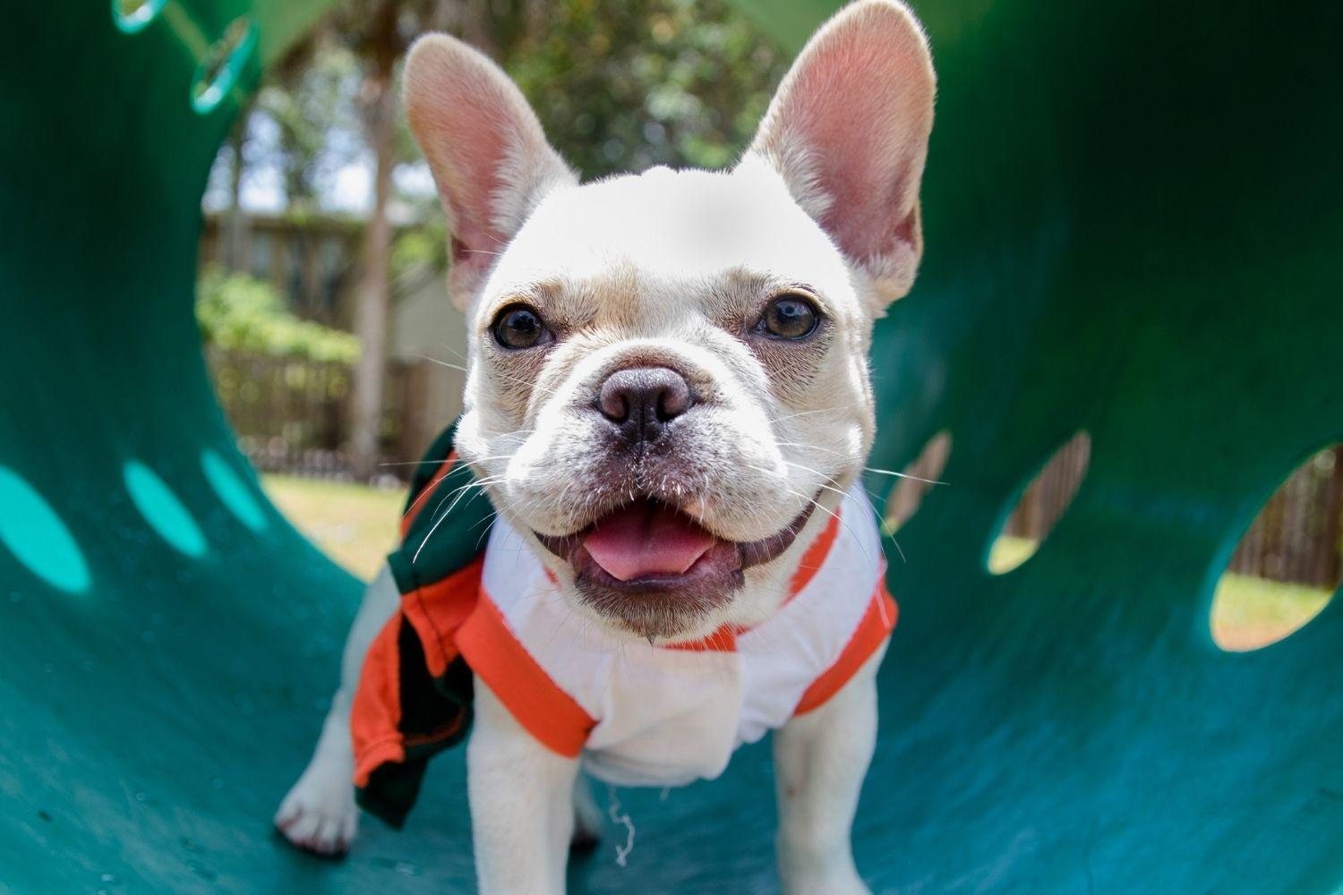 Frenchie in tube