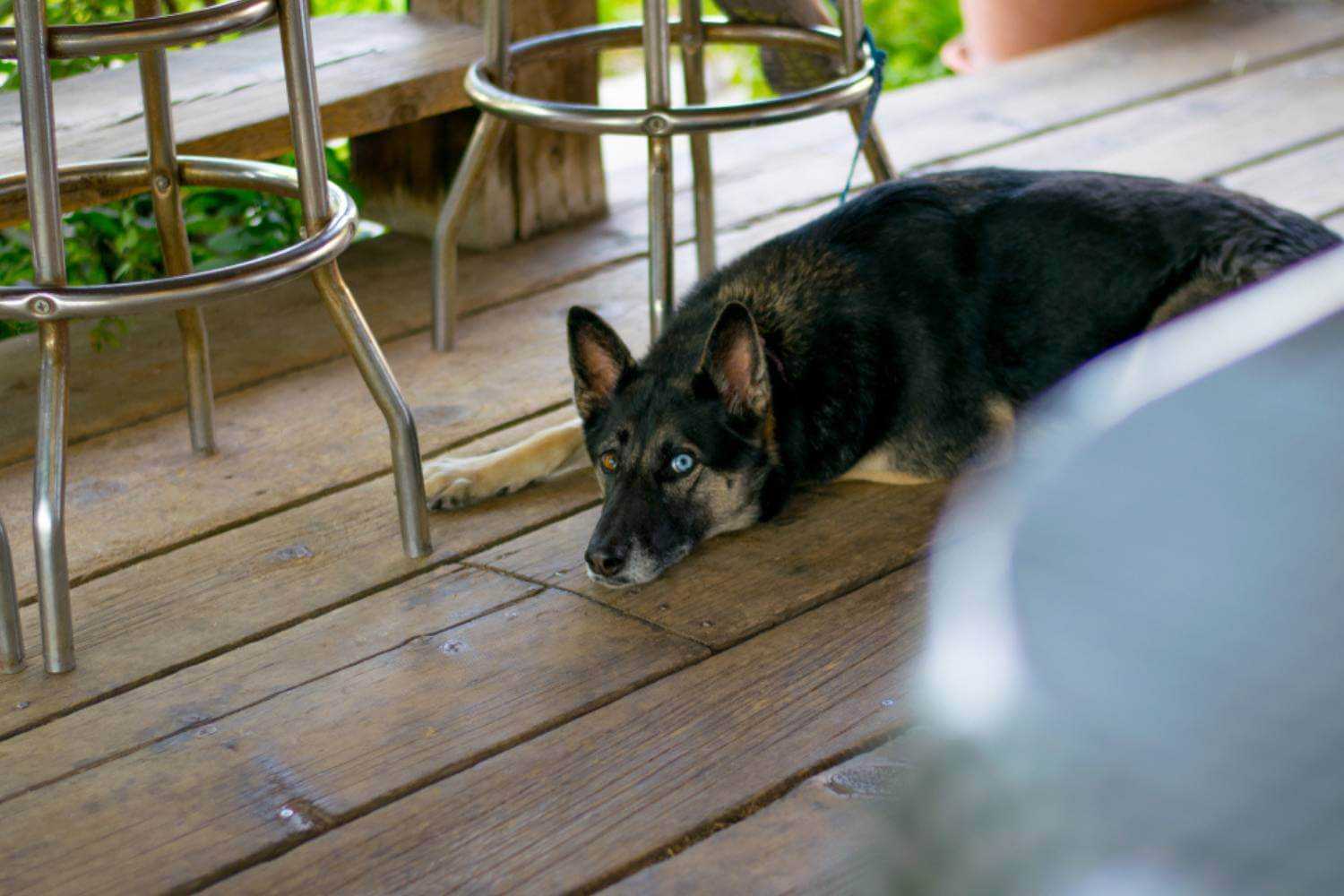 Fresno CA Dog Laying on Patio