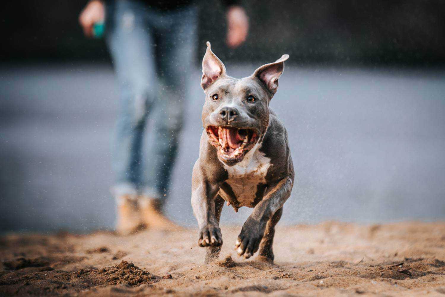 Fresno CA Dog Running