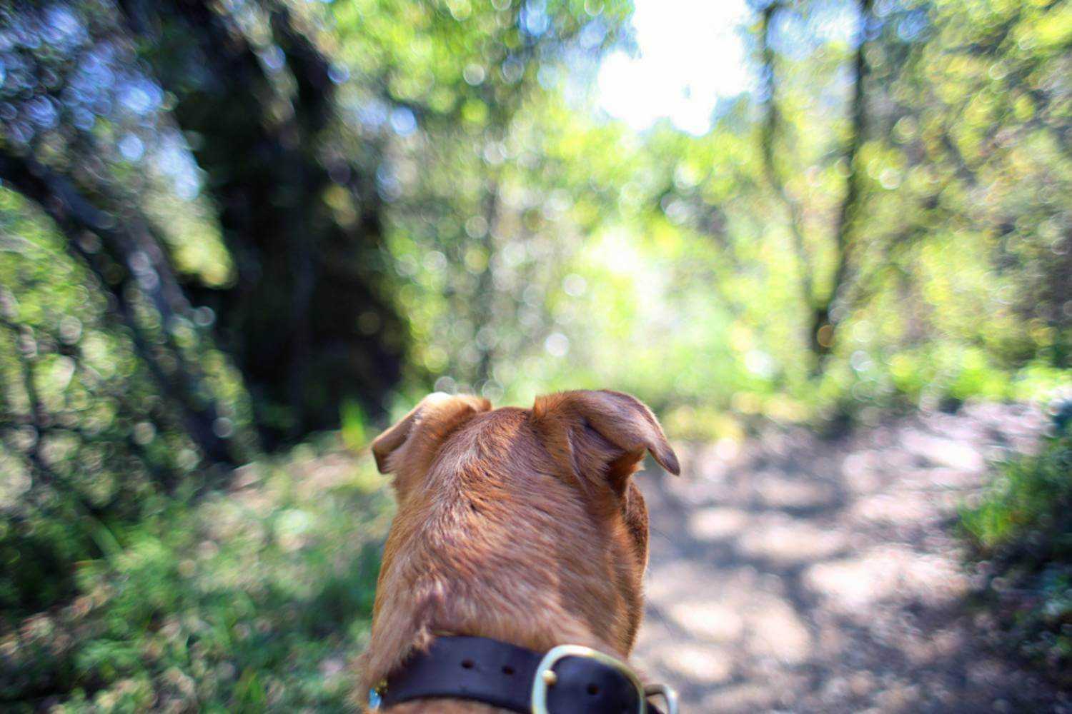 Fresno CA Dog on Trail