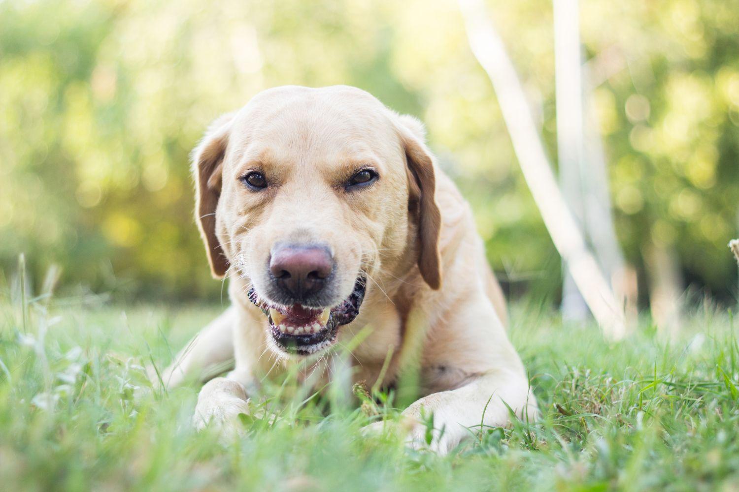 Ft-Worth-Dog-Parks-Lab