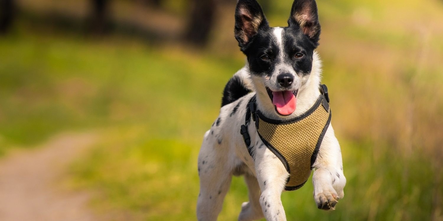 Enjoy some outdoor time with your pup at any one of these awesome dog parks or off-leash areas in Fort Worth! Check out our list and get ready to run wild!