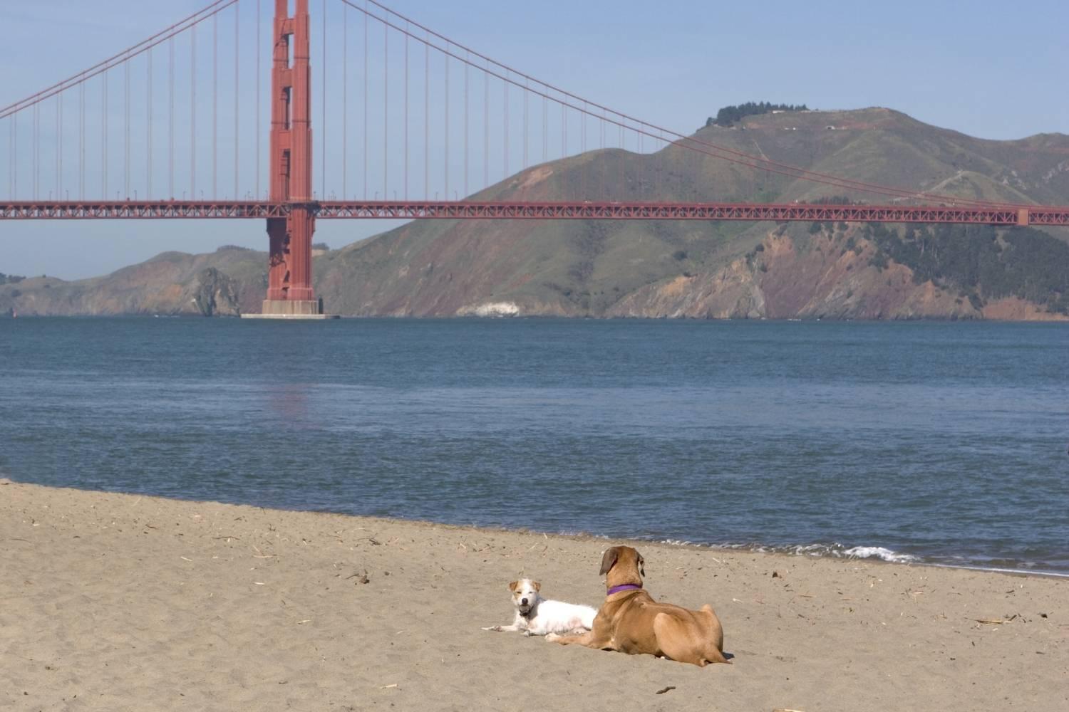 Dog park San Fran Golden Gate Bridge