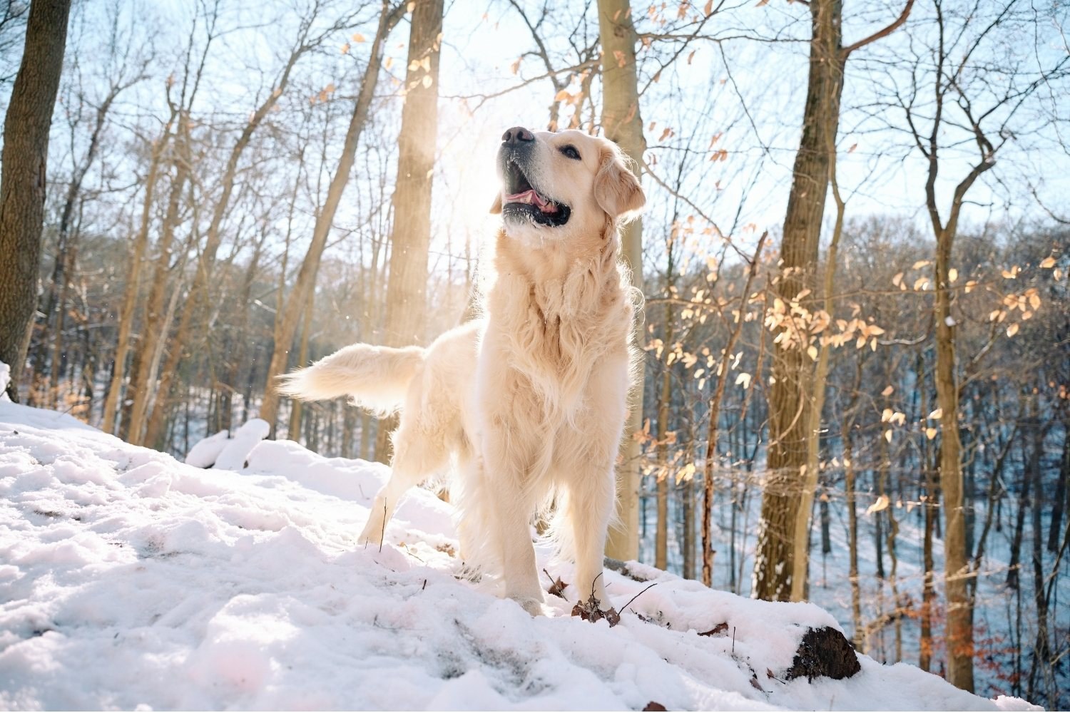 Golden in the snowy woods