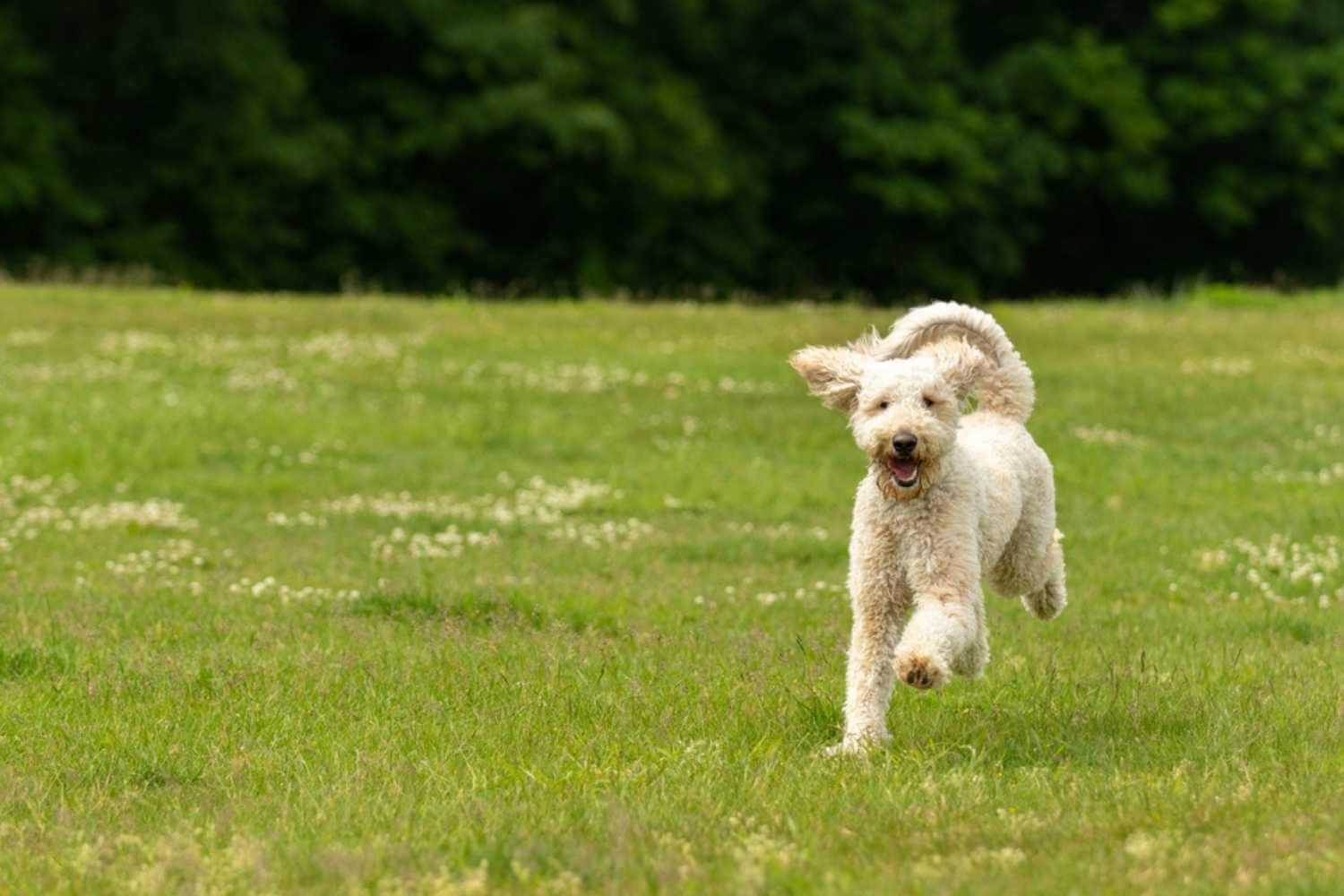 Grand Rapids Parks Dog in Grass