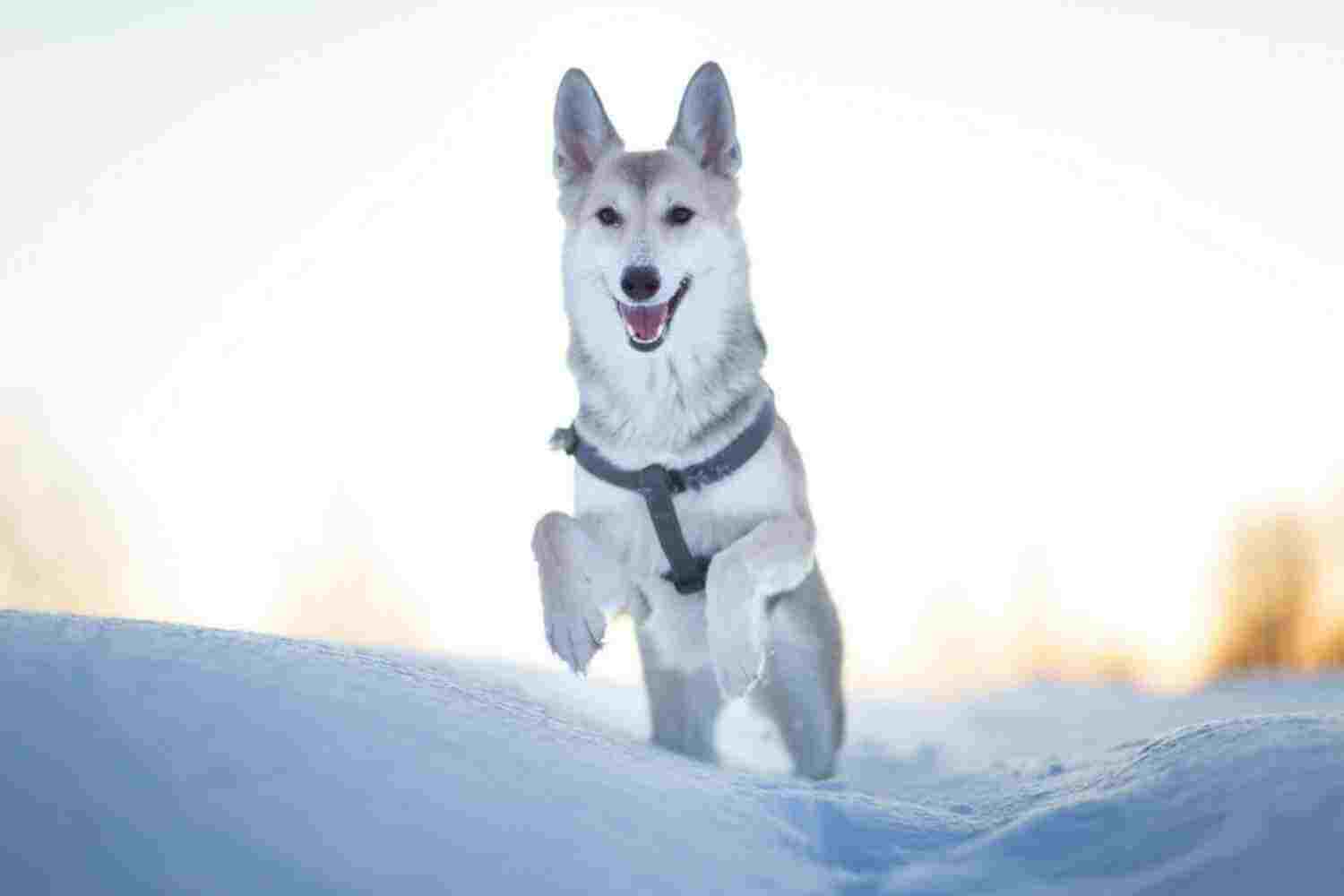 Grand Rapids Parks Dog in Snow