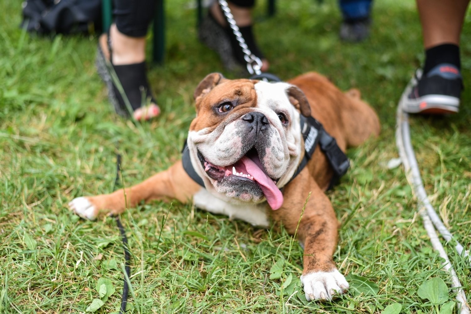 Happy bull dog