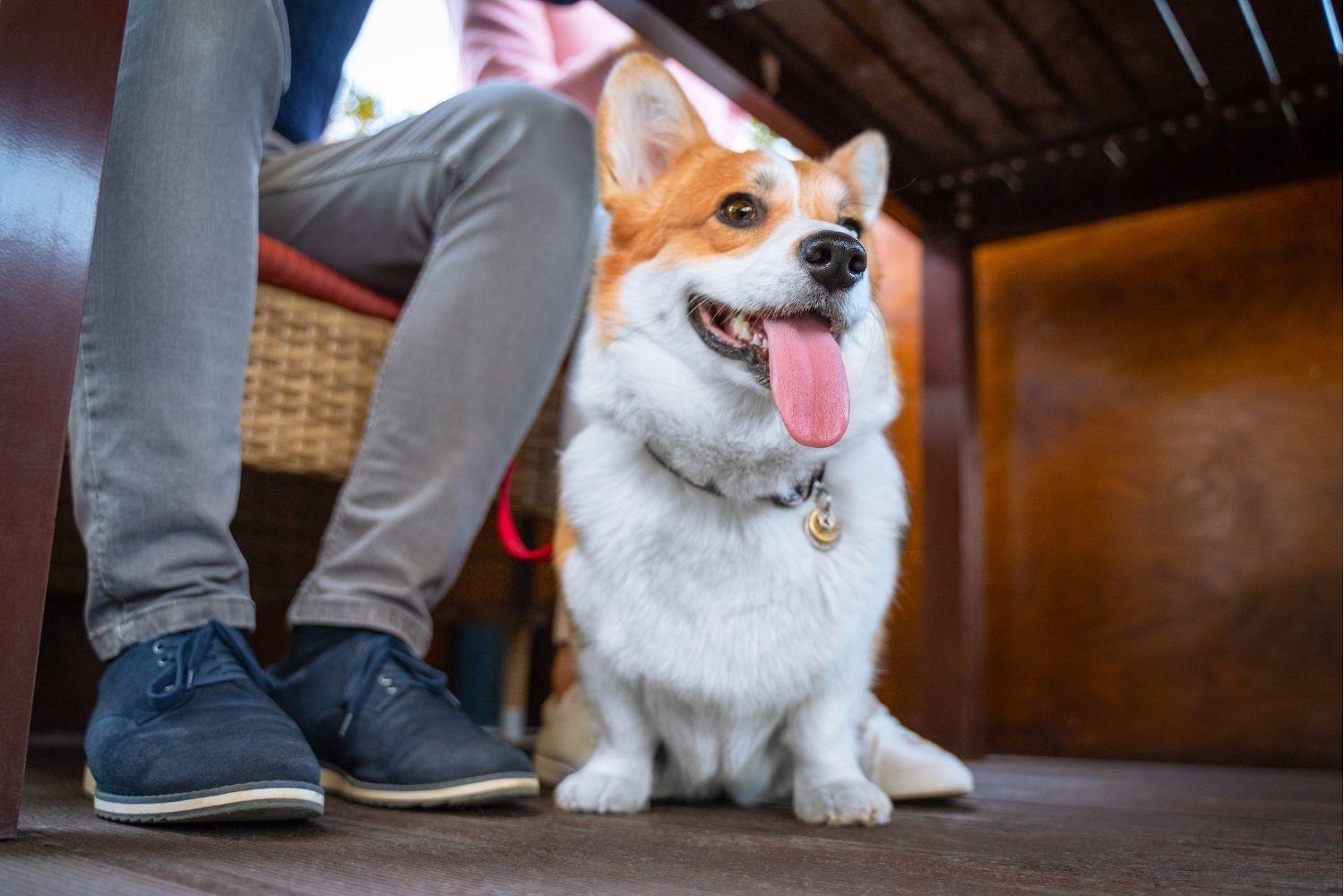 Happy corgi