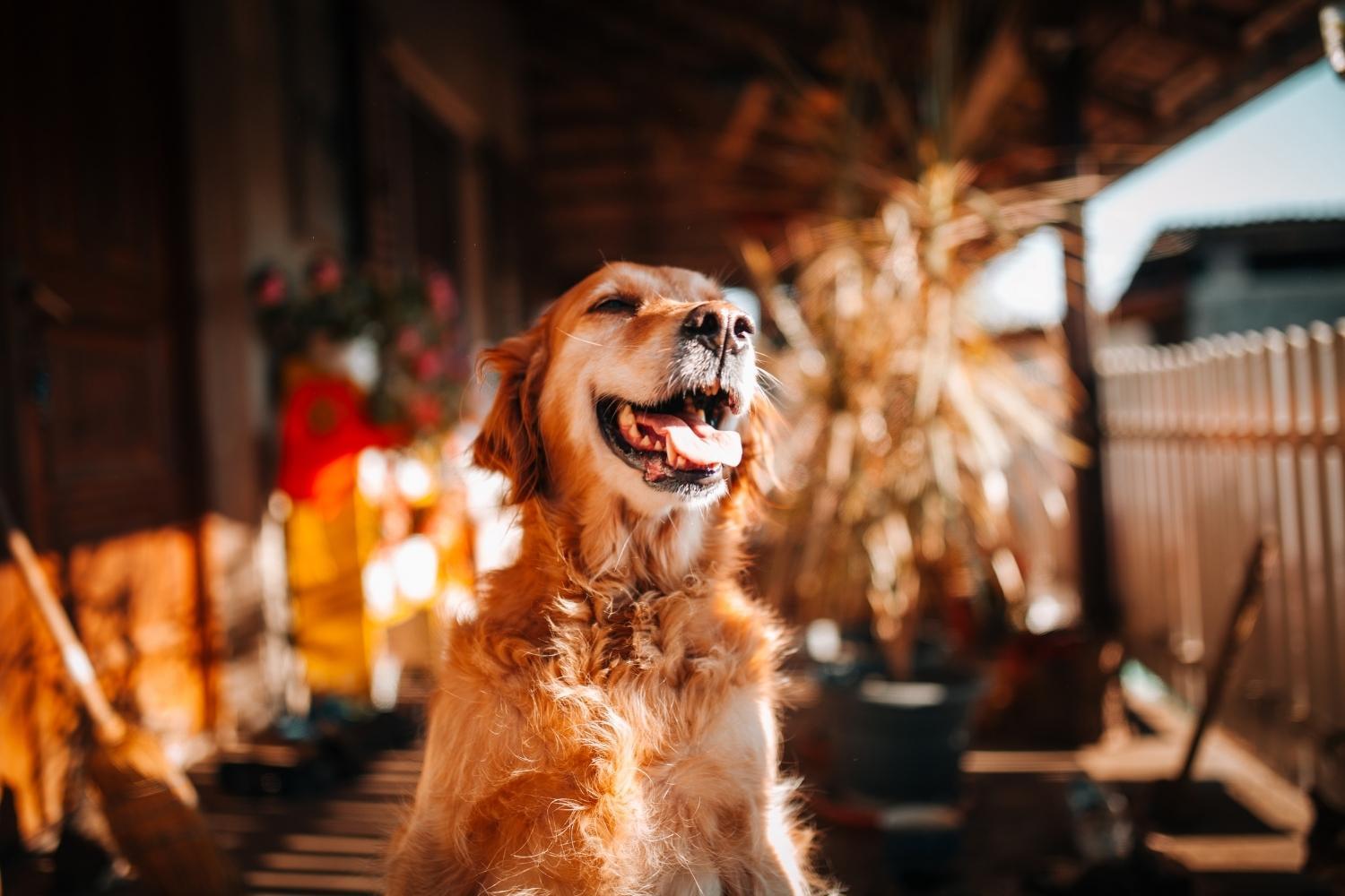 Happy dog in Philly