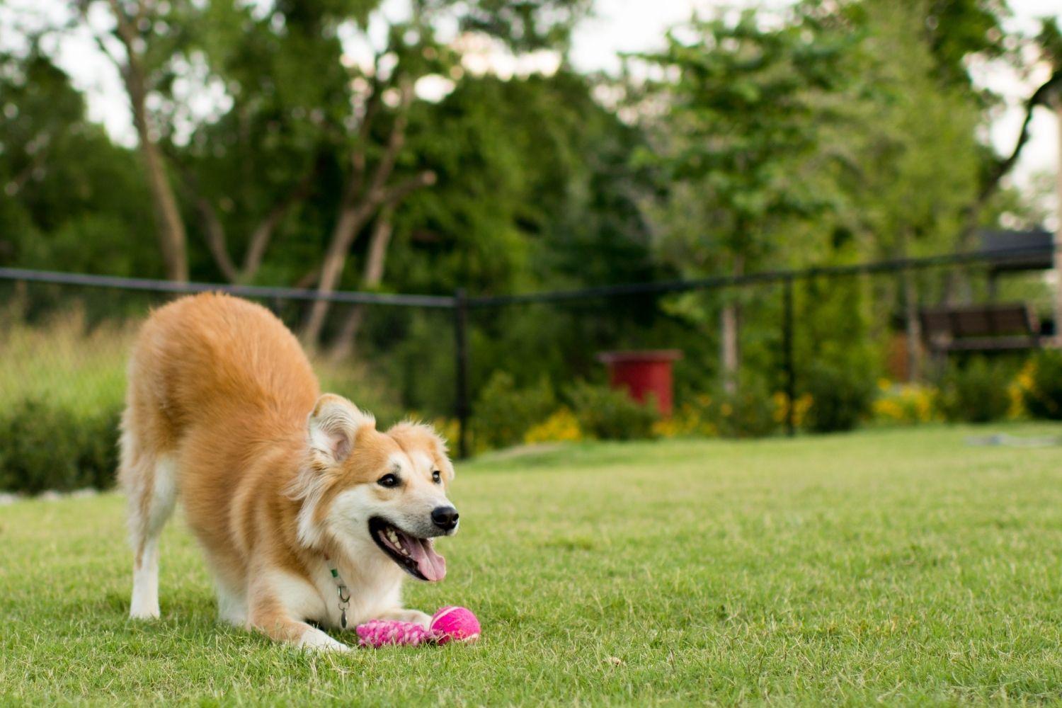 Dog playing with toy