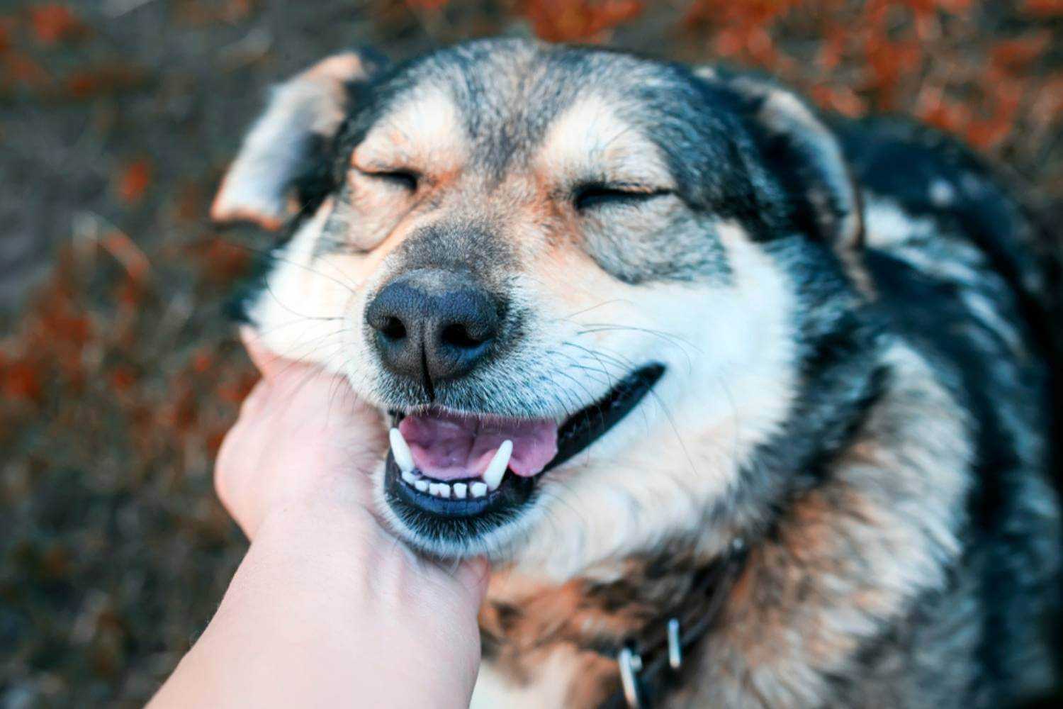 Happy Queens Dog Getting Pets