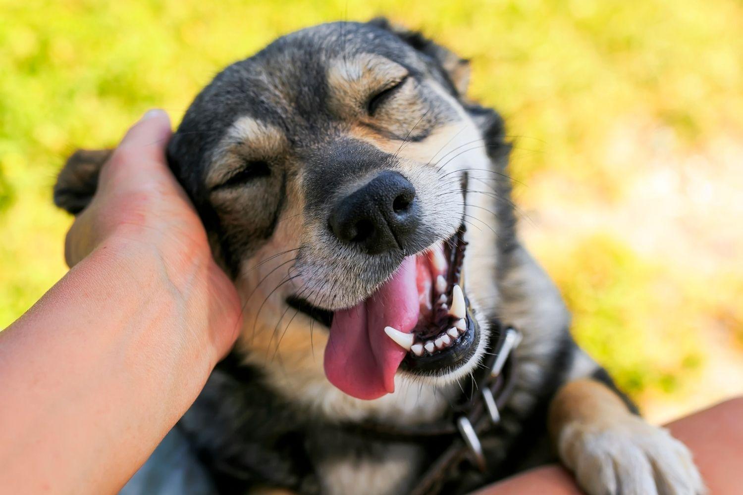 Happy dogs getting pet