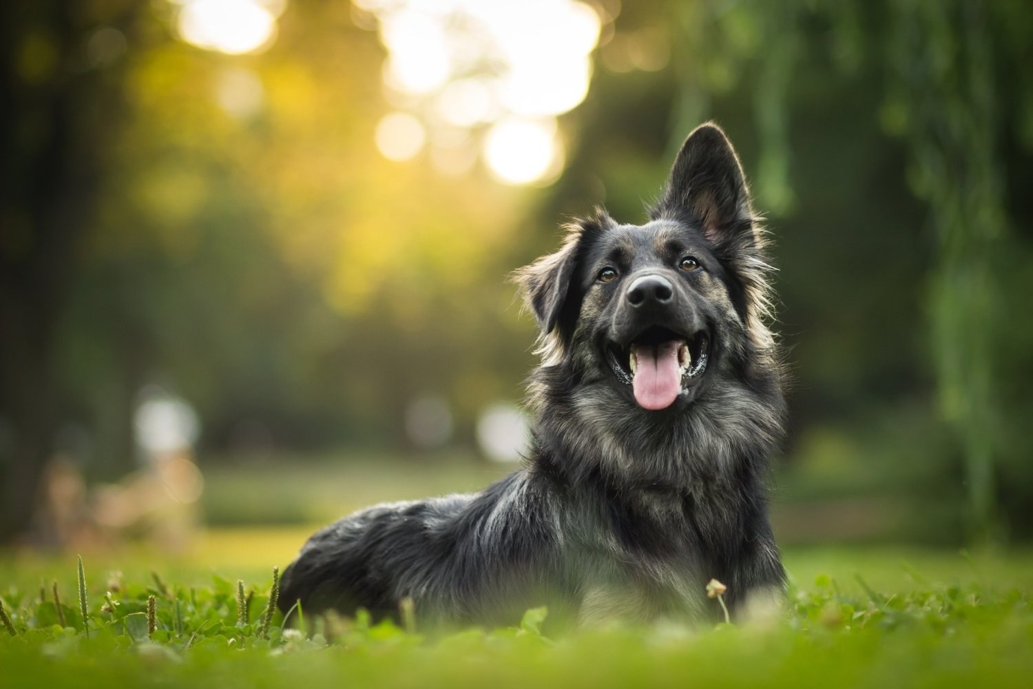 Happy Dog Laying in Grass