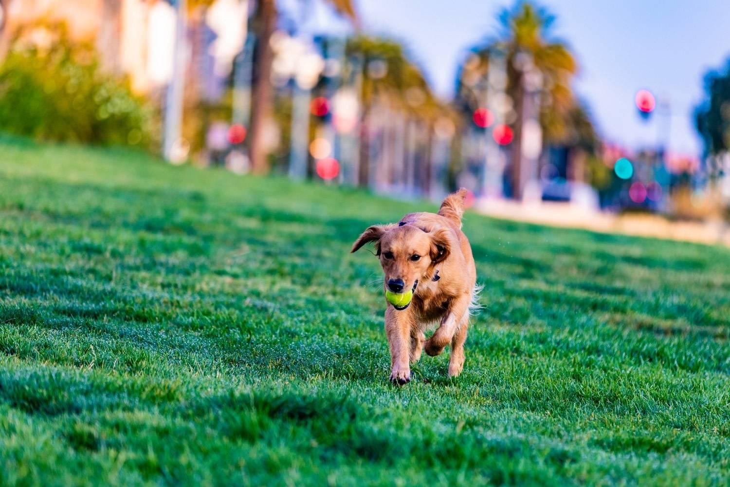 Happy Dog With Ball in San Fran