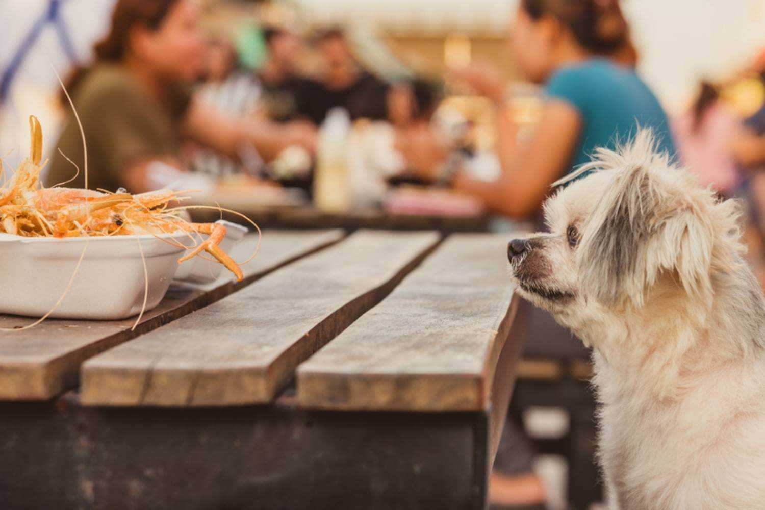 Honolulu Dog Begging For Human Food