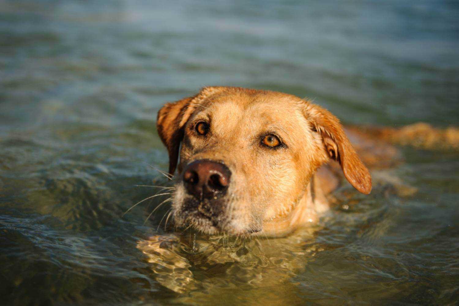 Honolulu Dog Swimming in Waterfall Pool