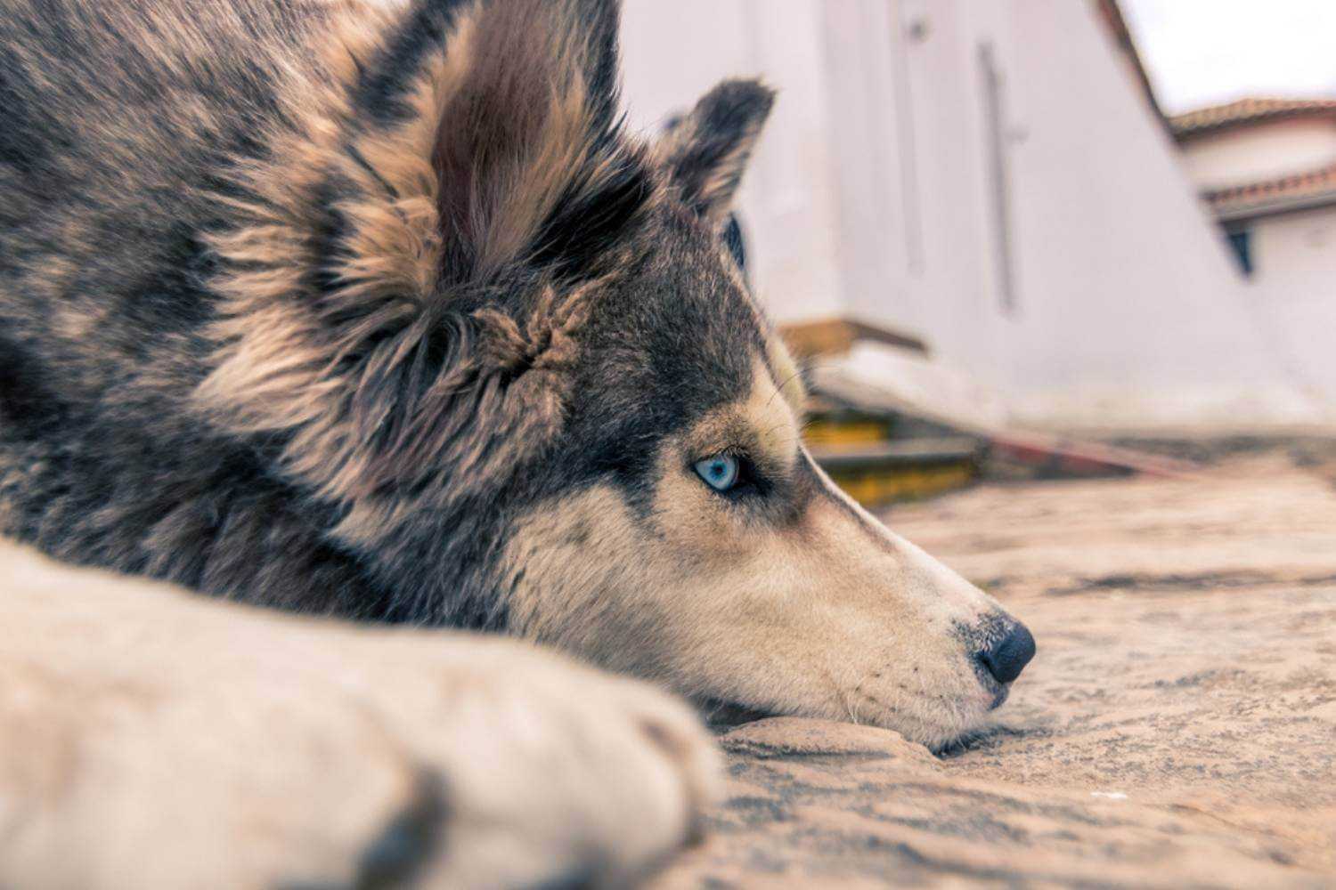 Honolulu Husky Laying Down