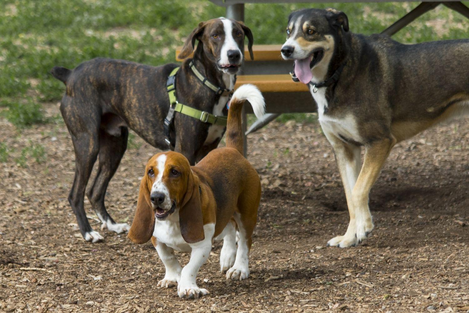 Hound at dog park