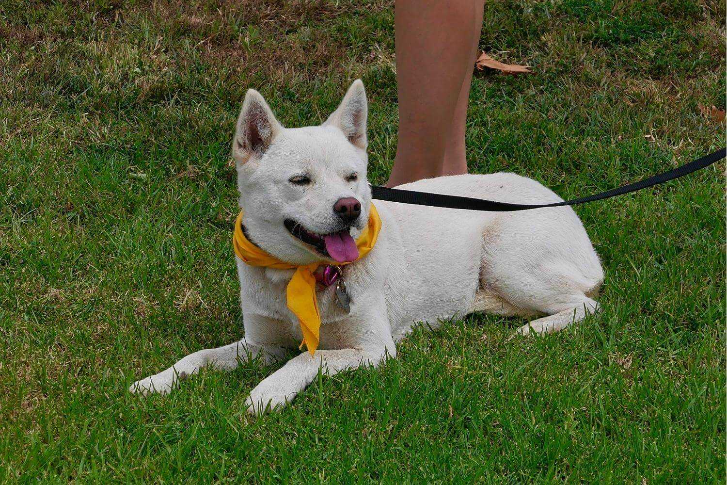 Houston Dog Parks - Little chiller