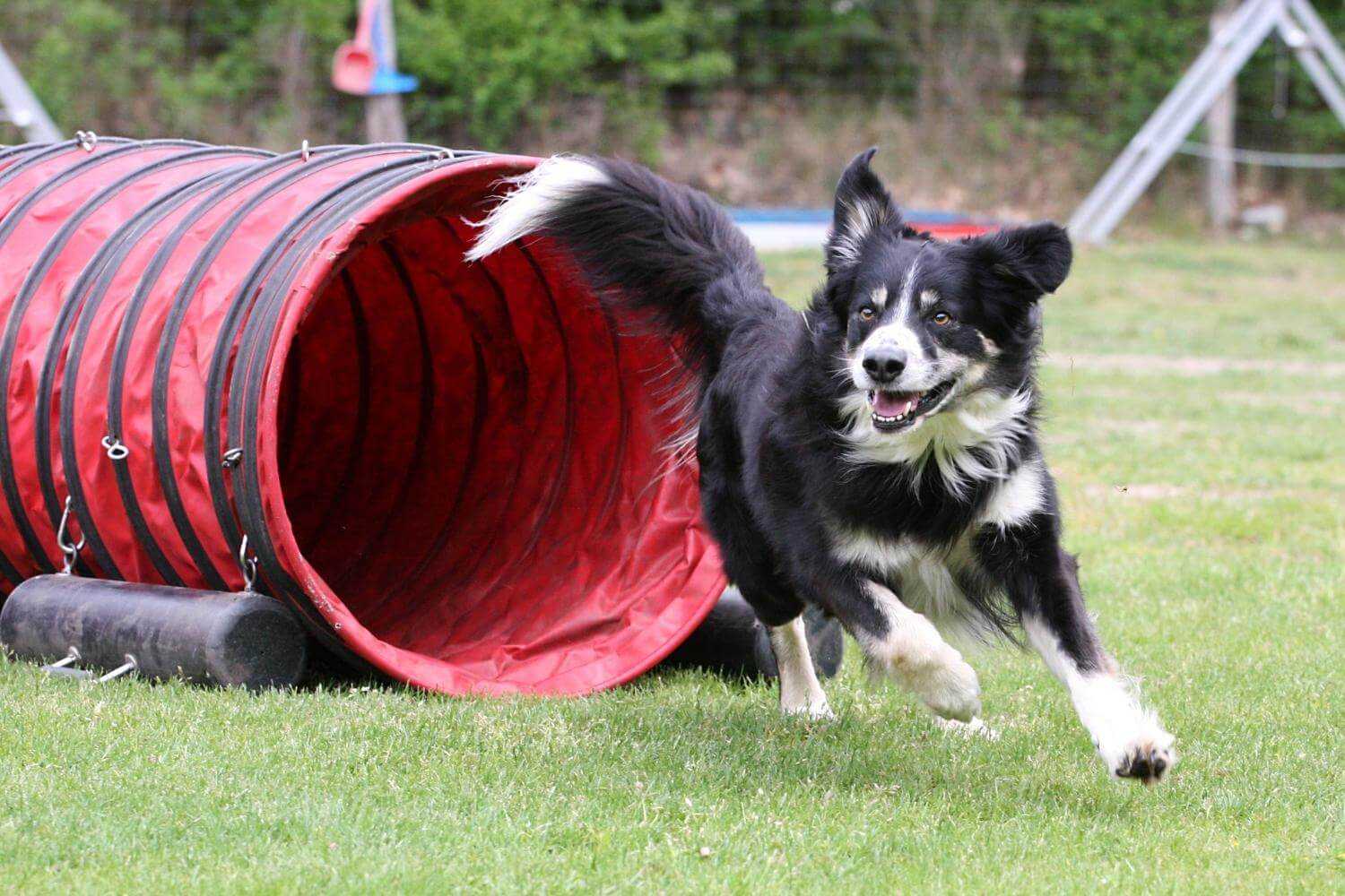 Houston Dog Parks - agility