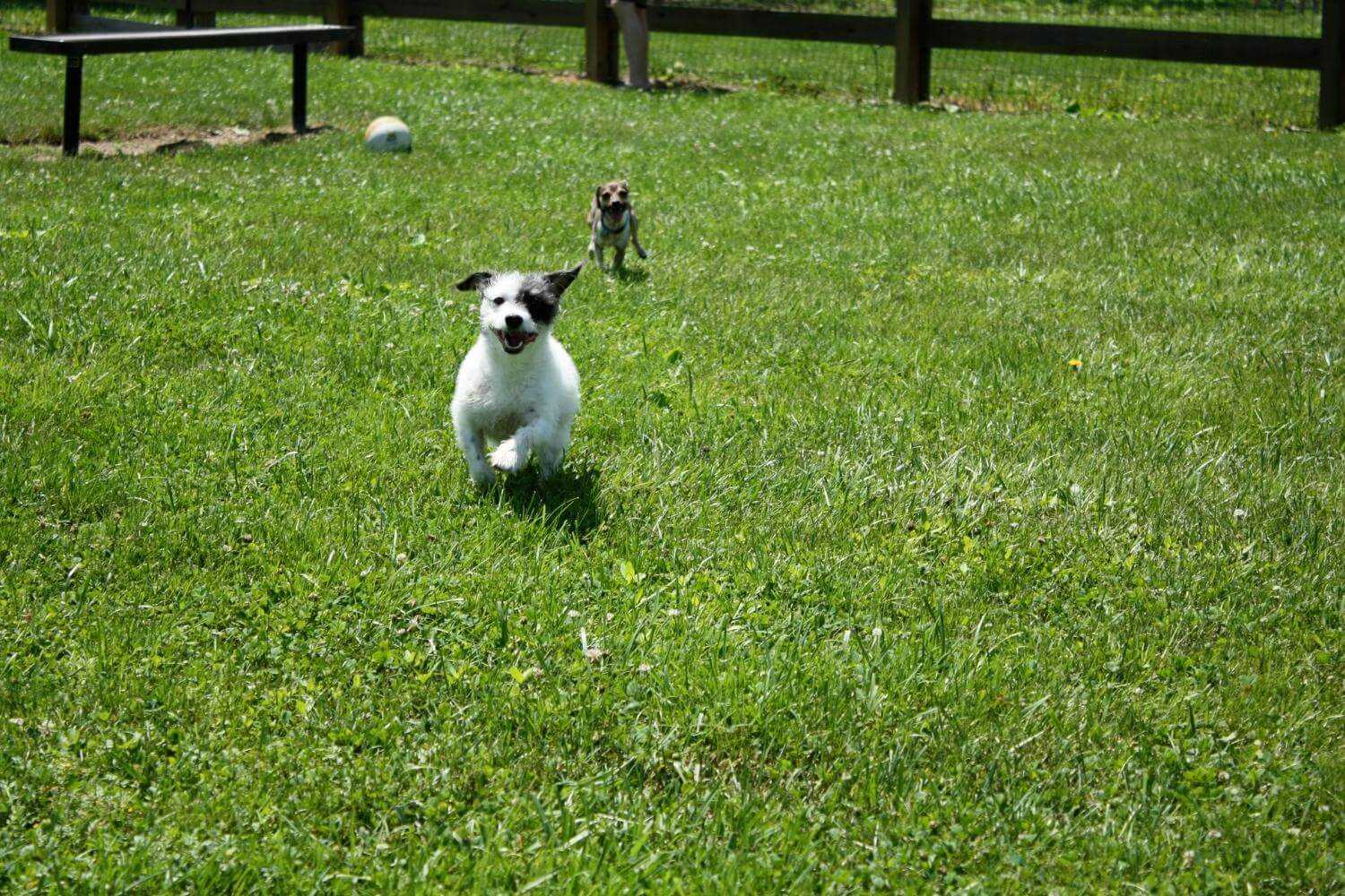 Houston Dog Parks - little dogs