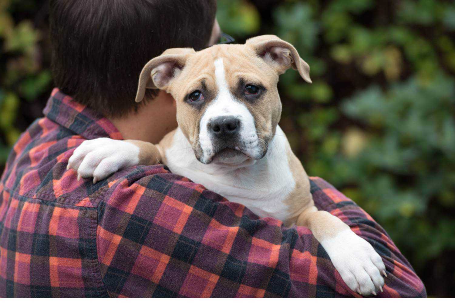 Indianapolis Dog Getting Adopted