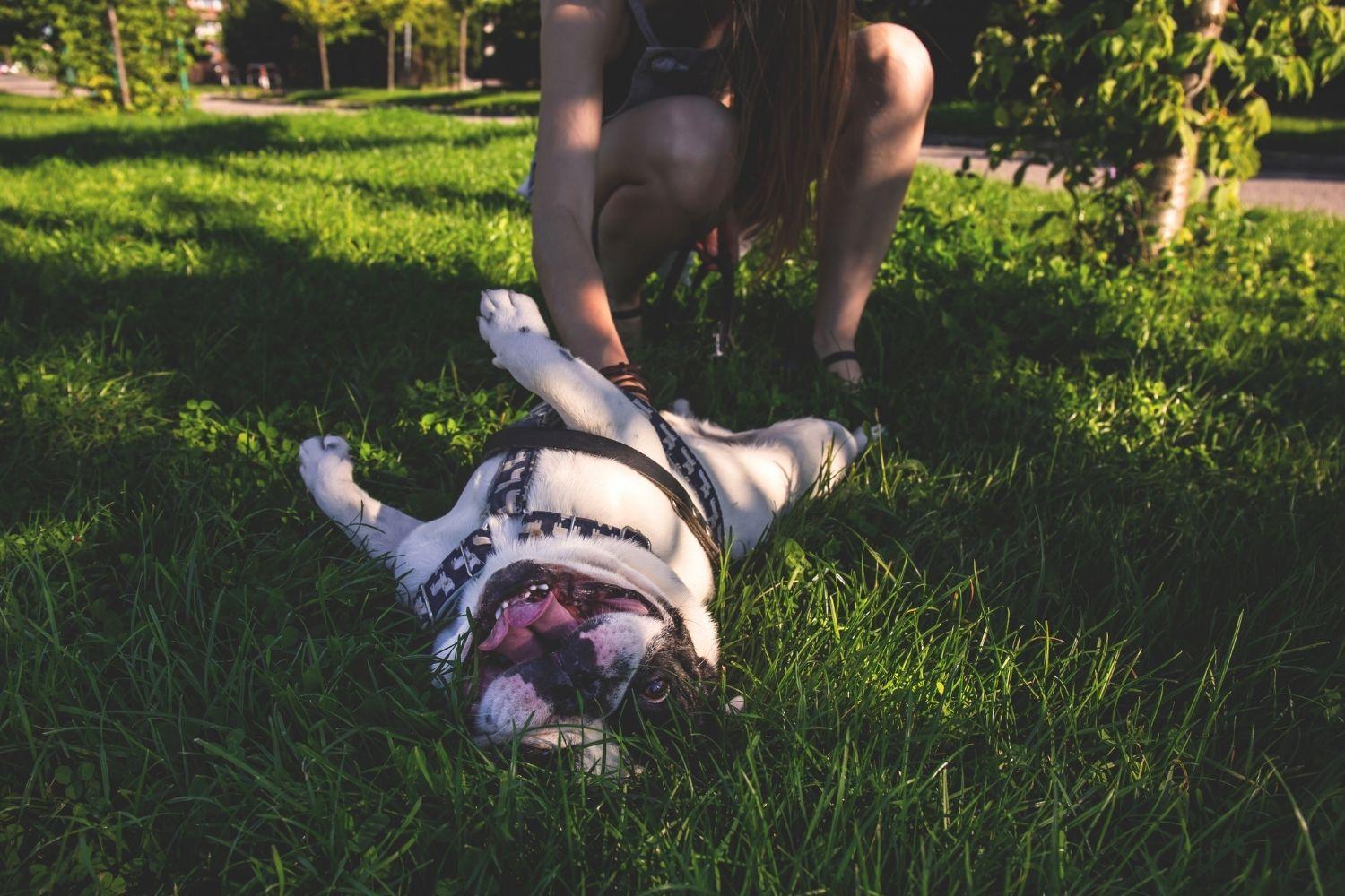 Indianapolis Dog Parks - belly rubs