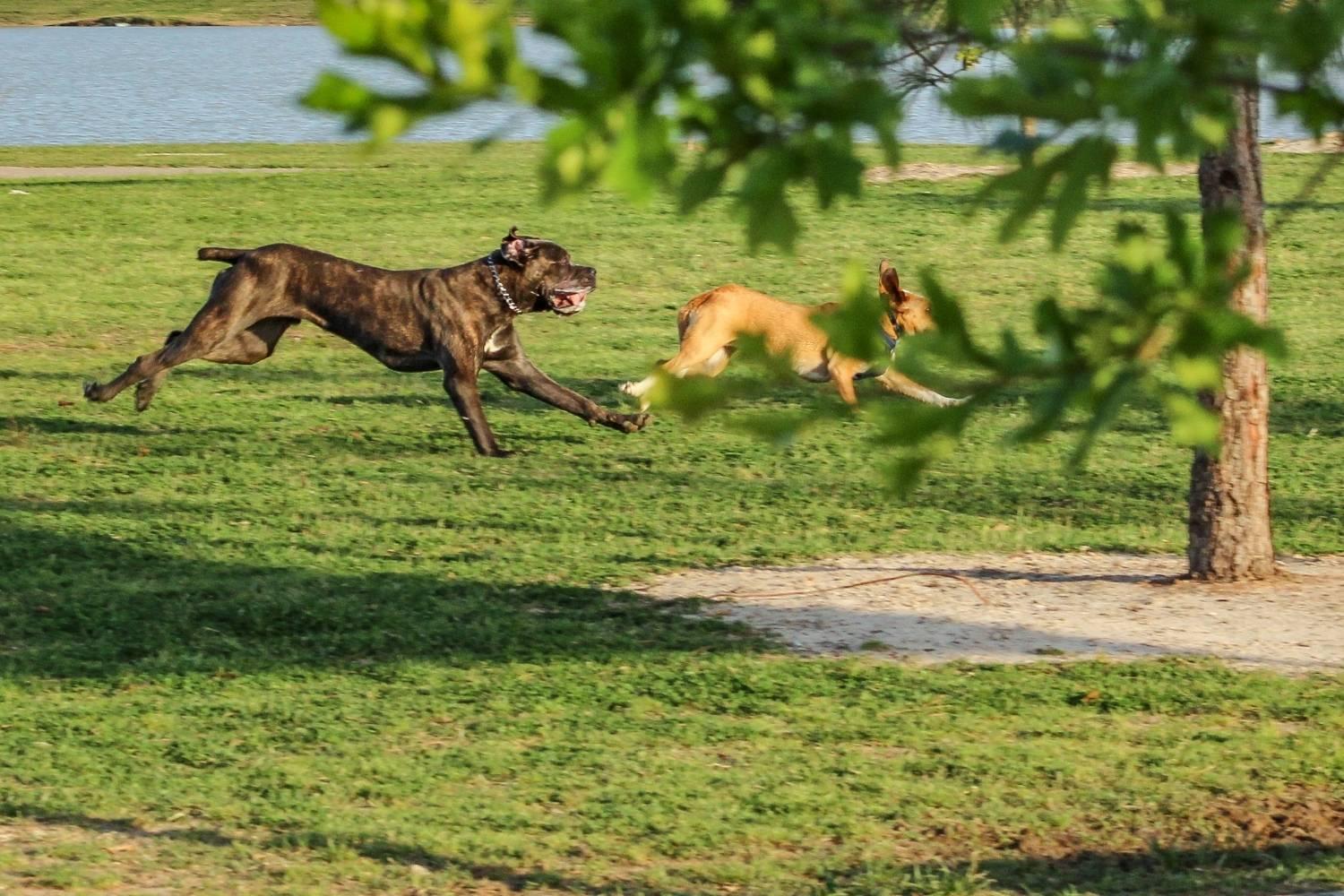 Indianapolis Dog Parks - running