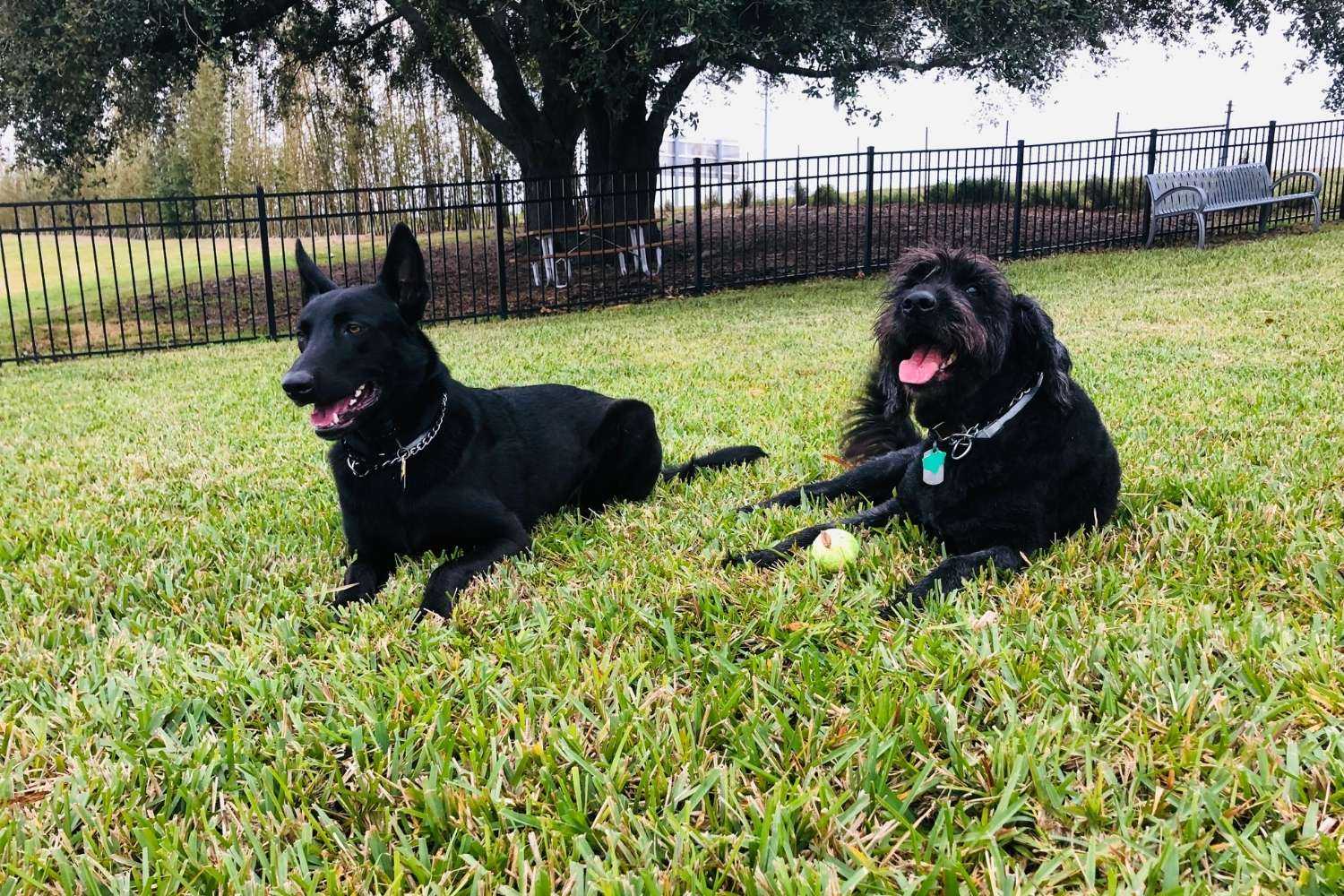 Indianapolis Dog Parks - laying in grass