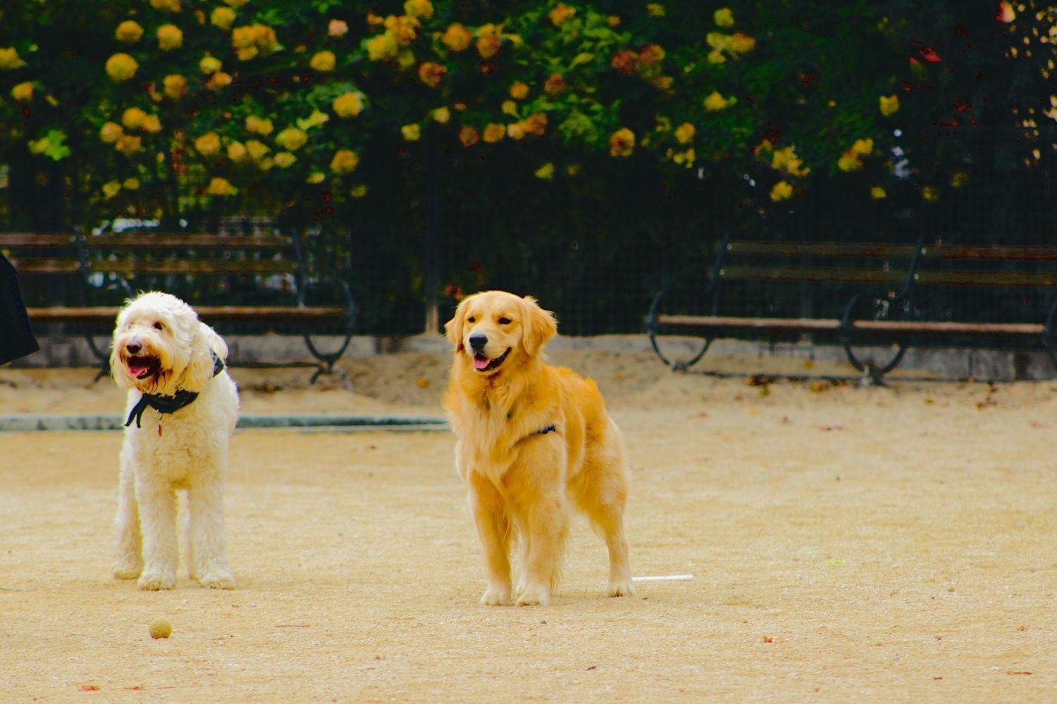 Indianapolis Dog Parks - gravel park