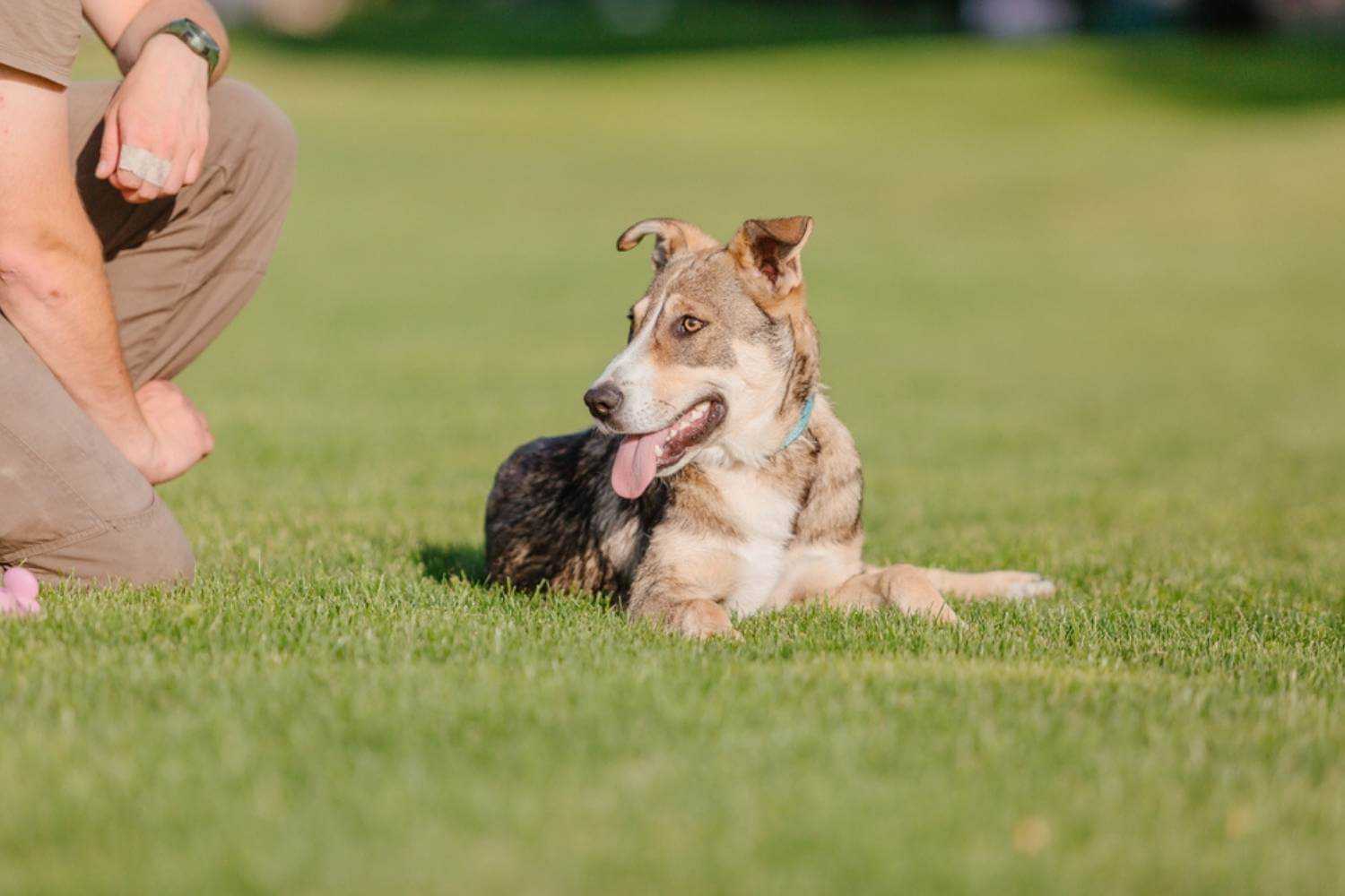 Indianapolis Dog Playing in Field