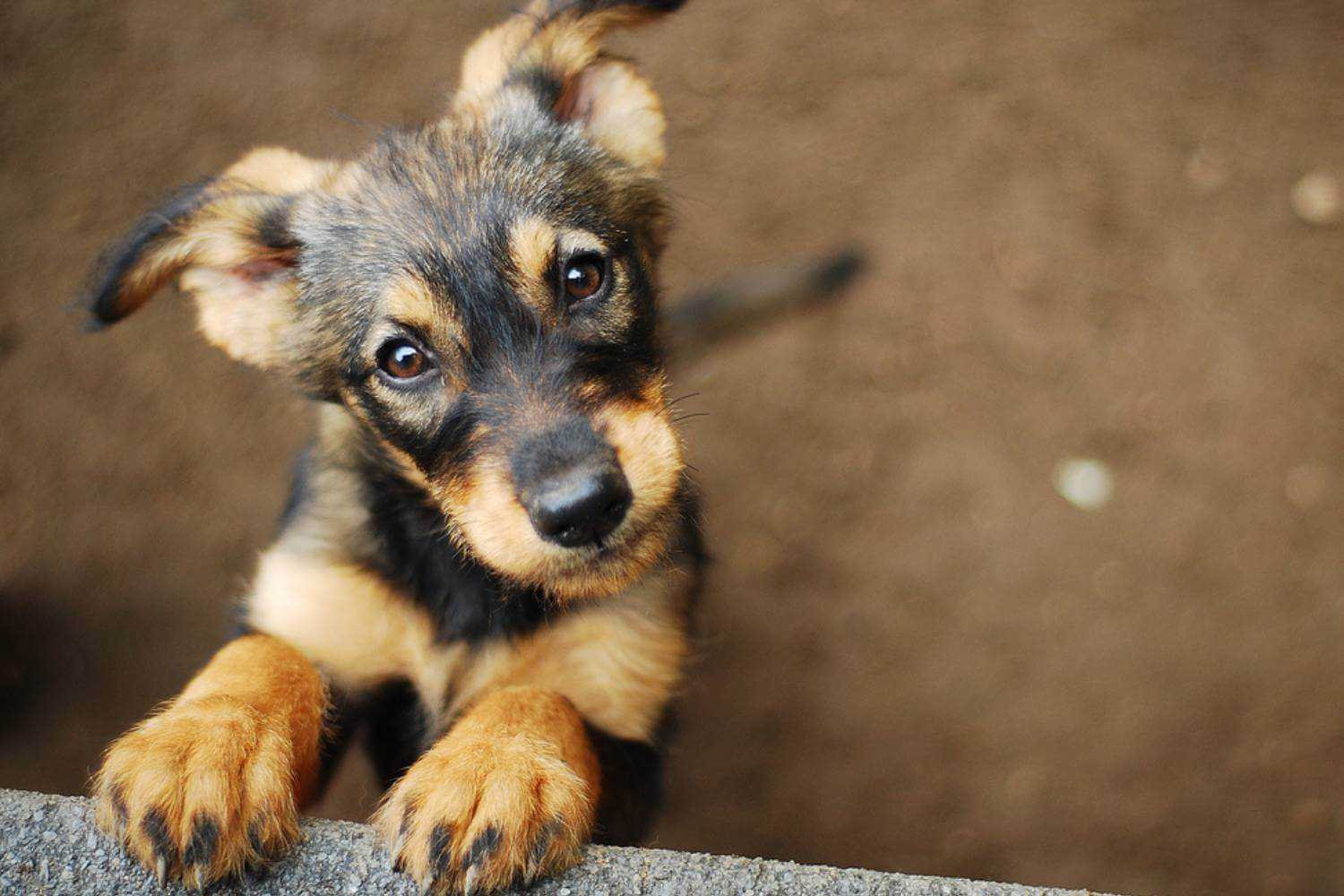 Indianapolis Dog Waiting for Adoption