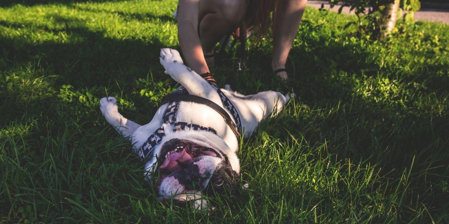 Indianapolis is home to some amazing dog-friendly parks, dog parks, and off-leash areas. Take a look at our list of the top 18 dog hangs in Indy!