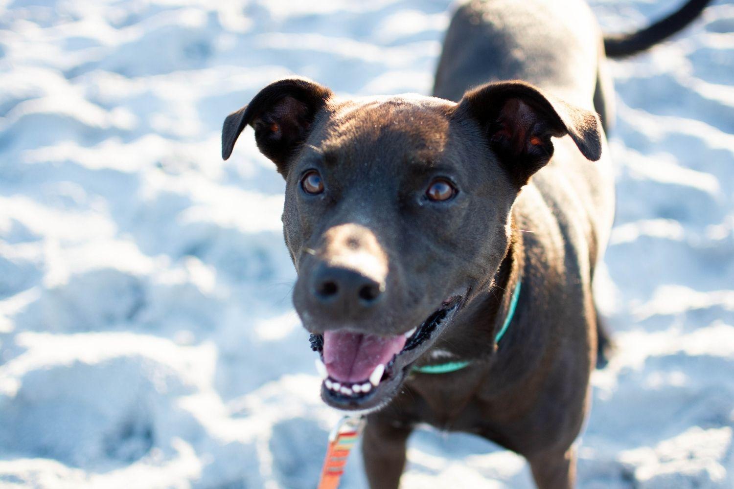 Jacksonville dog on beach