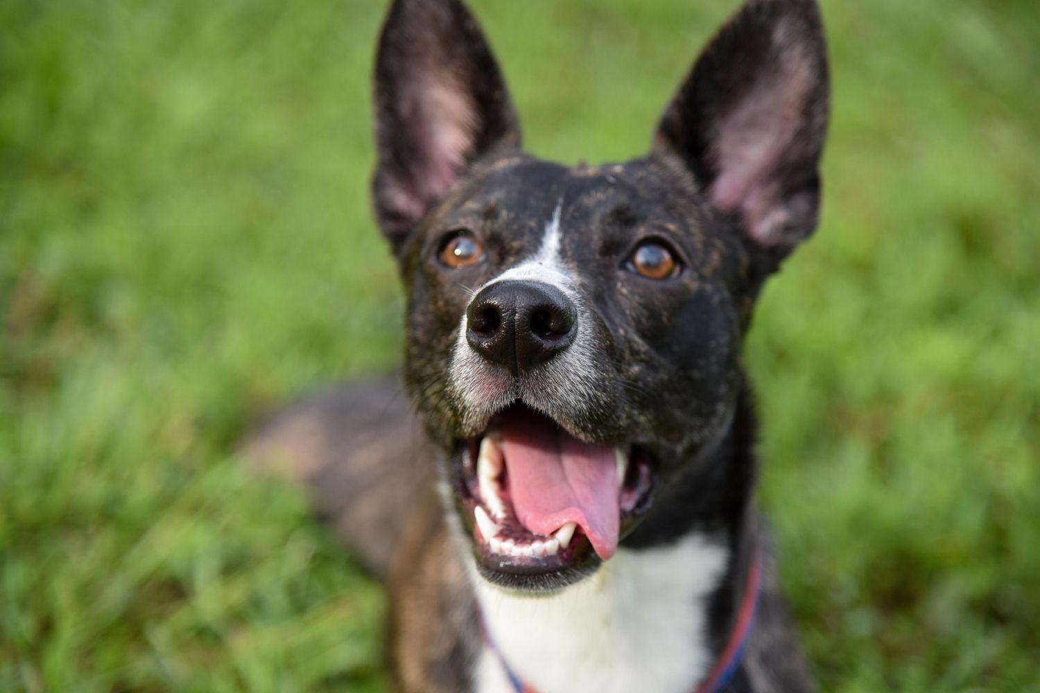 Jacksonville happy pup