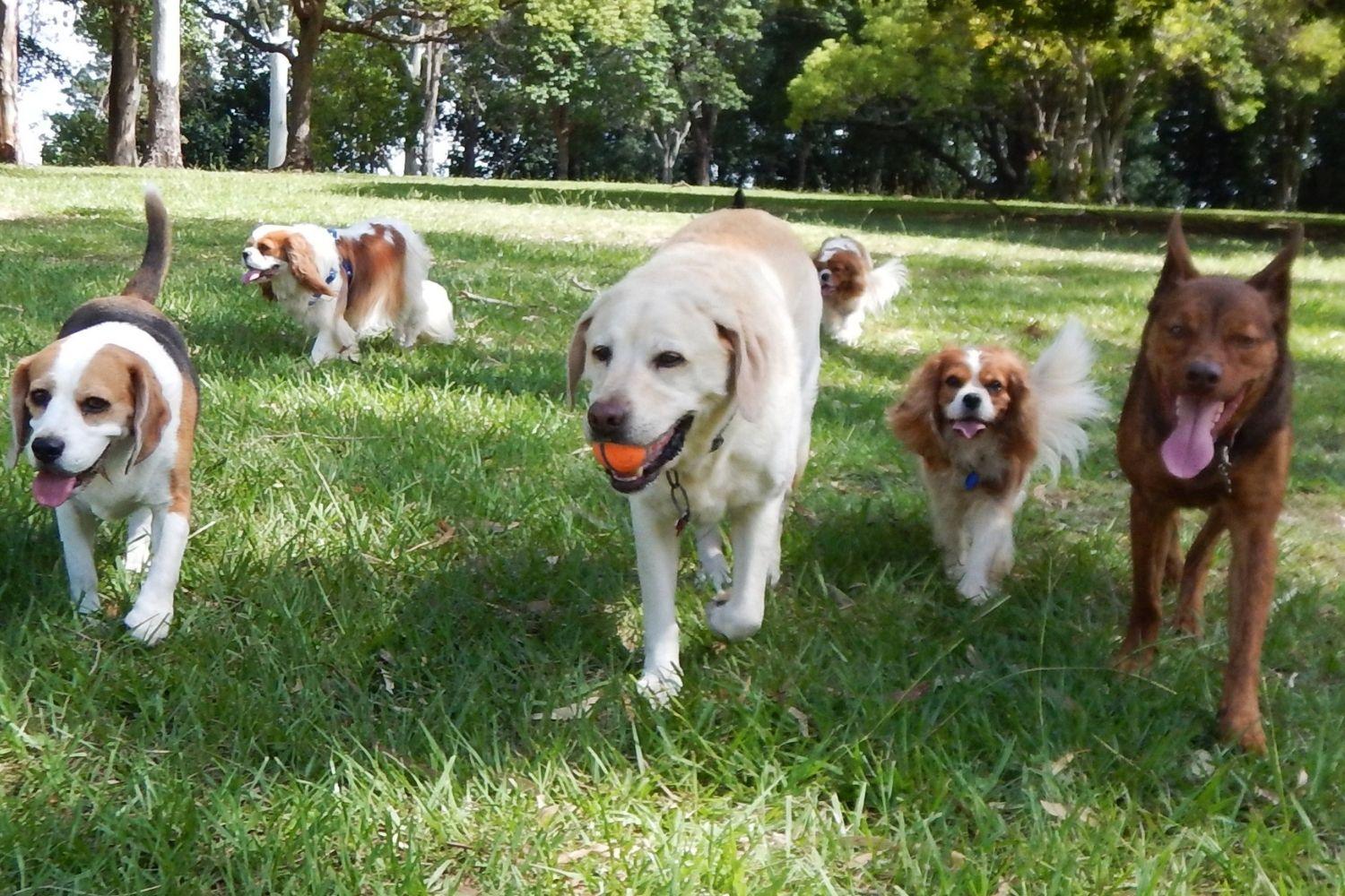 Jacksonville dog group