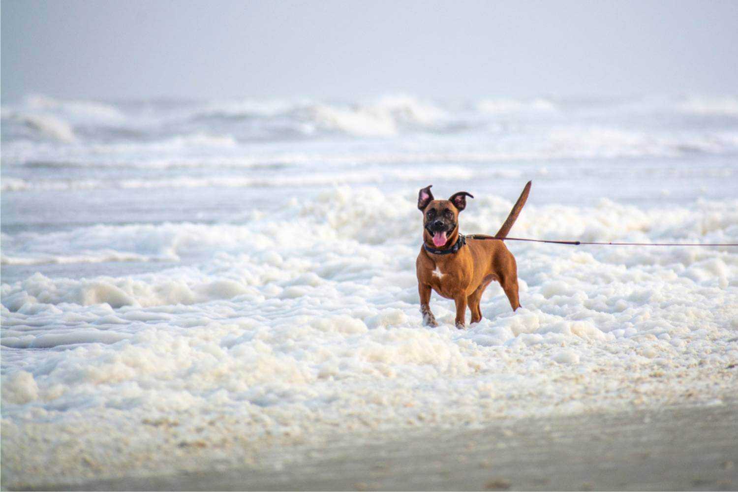 Jacksonville Dog in Water