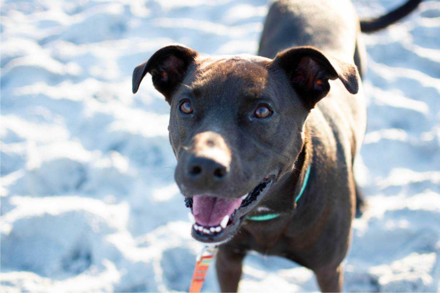 Jacksonville Dog on Beach After Adoption