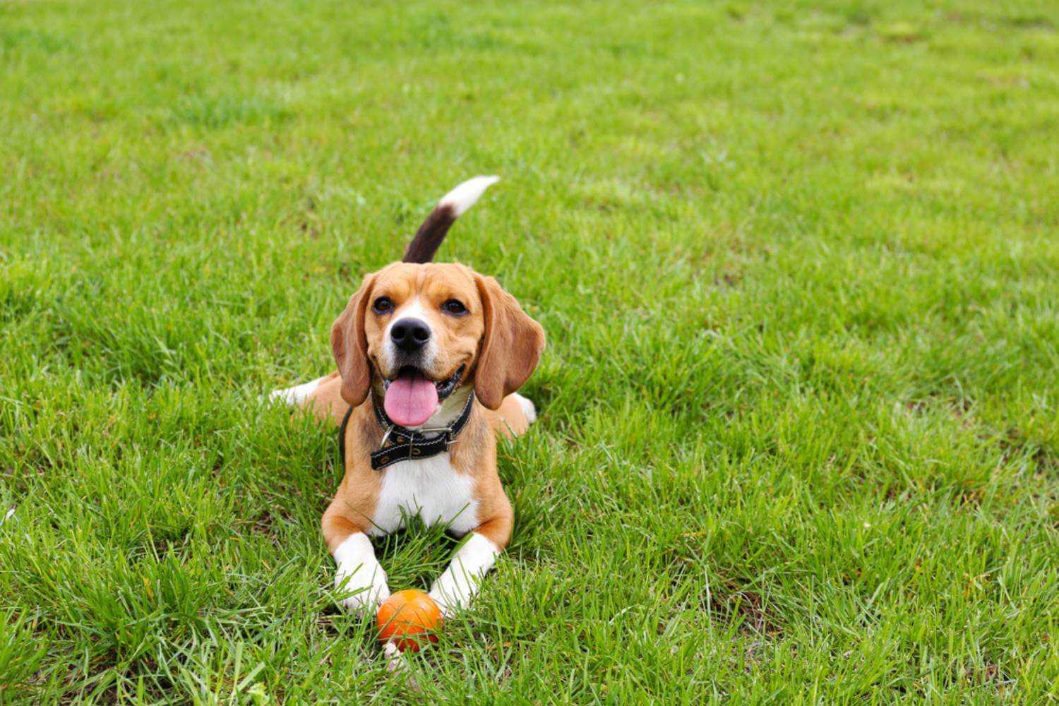 Kansas City Dog Laying in Grass