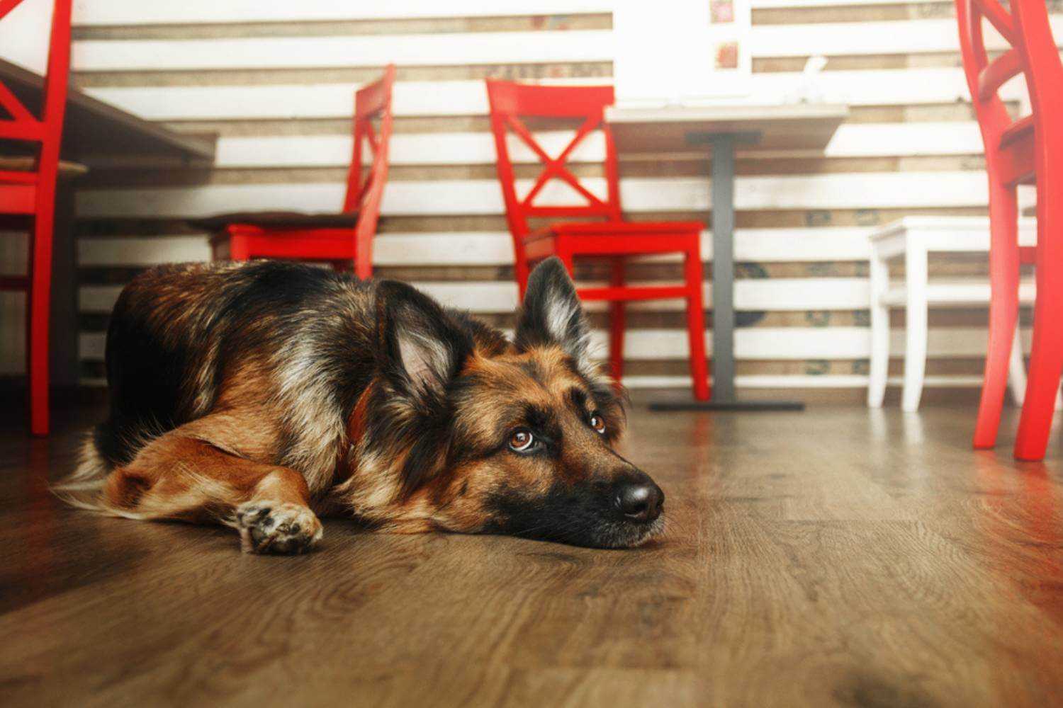 Kansas City Dog Laying on Floor