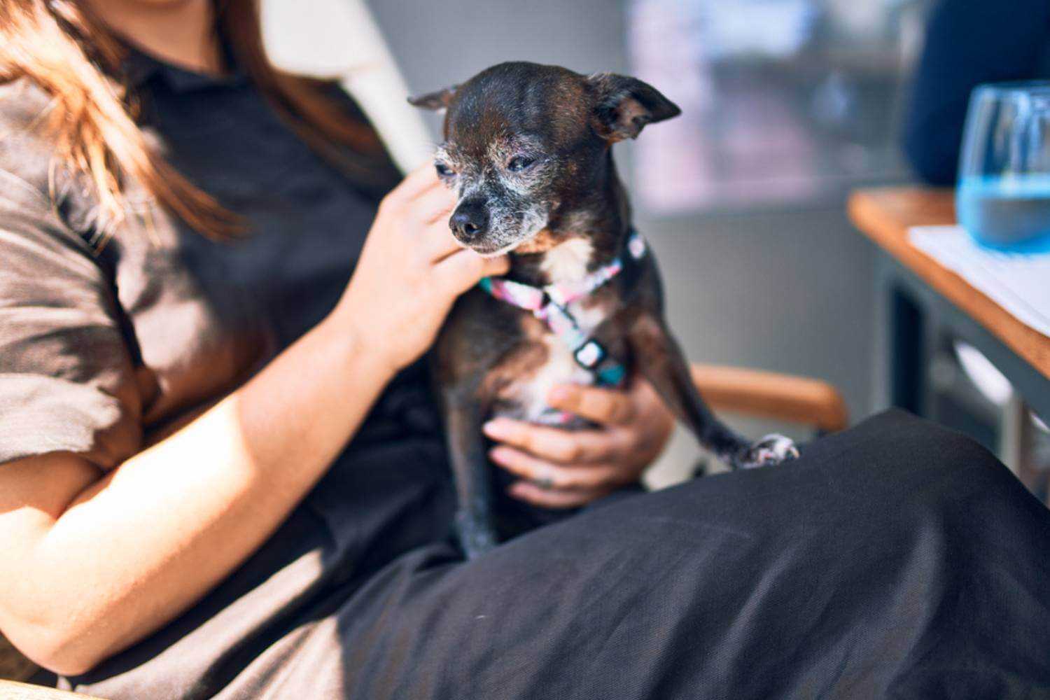 Kansas City Dog Sitting on Lap at Restaurant