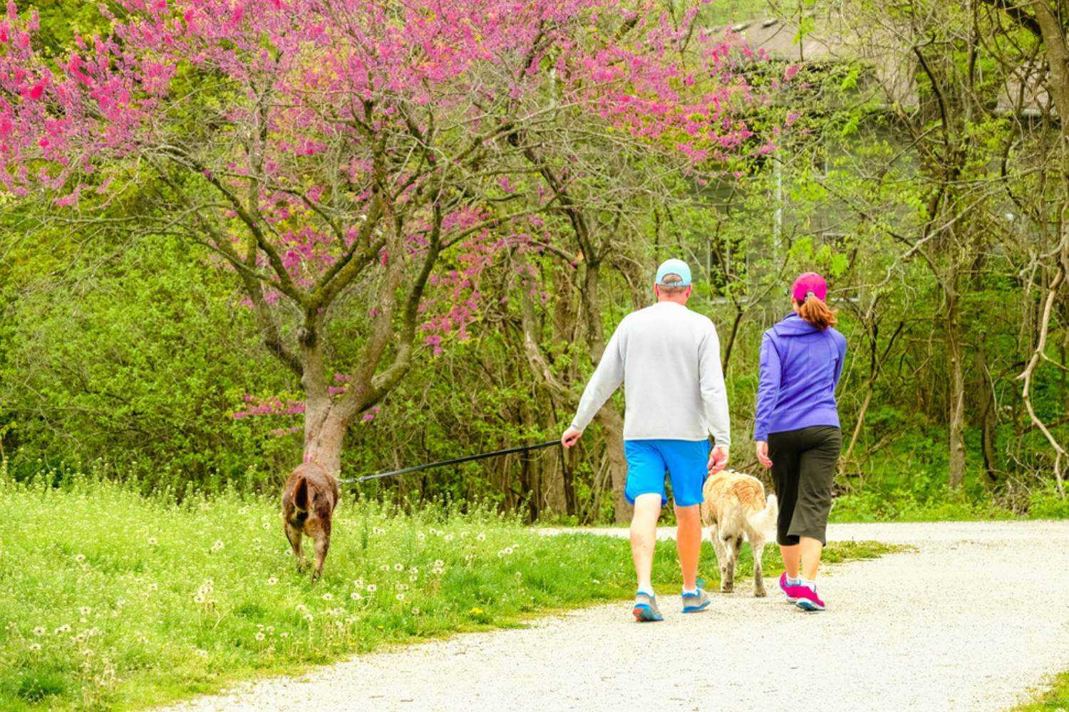 Kansas City Dogs Walking