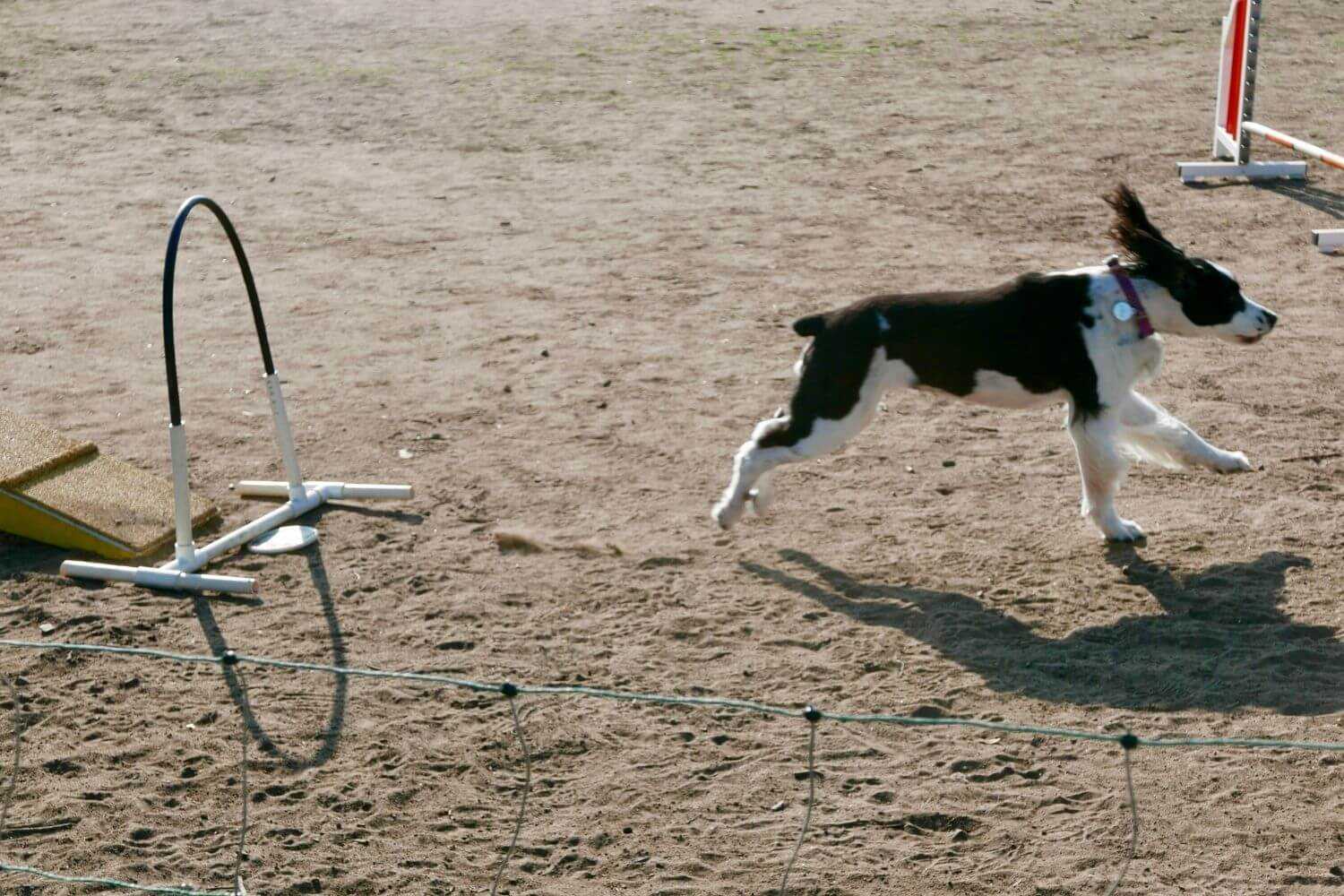 LA Dog Parks and Beaches - agility