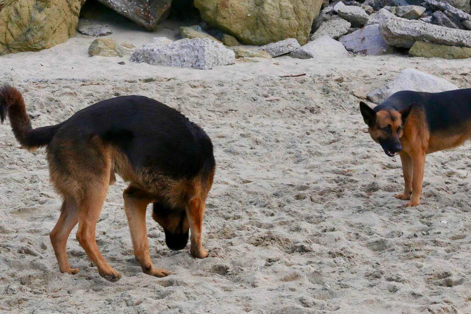 LA Dog Parks and Beaches - beach dogs