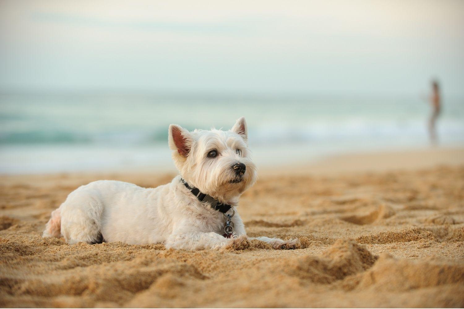 LA Dog Parks and Beaches